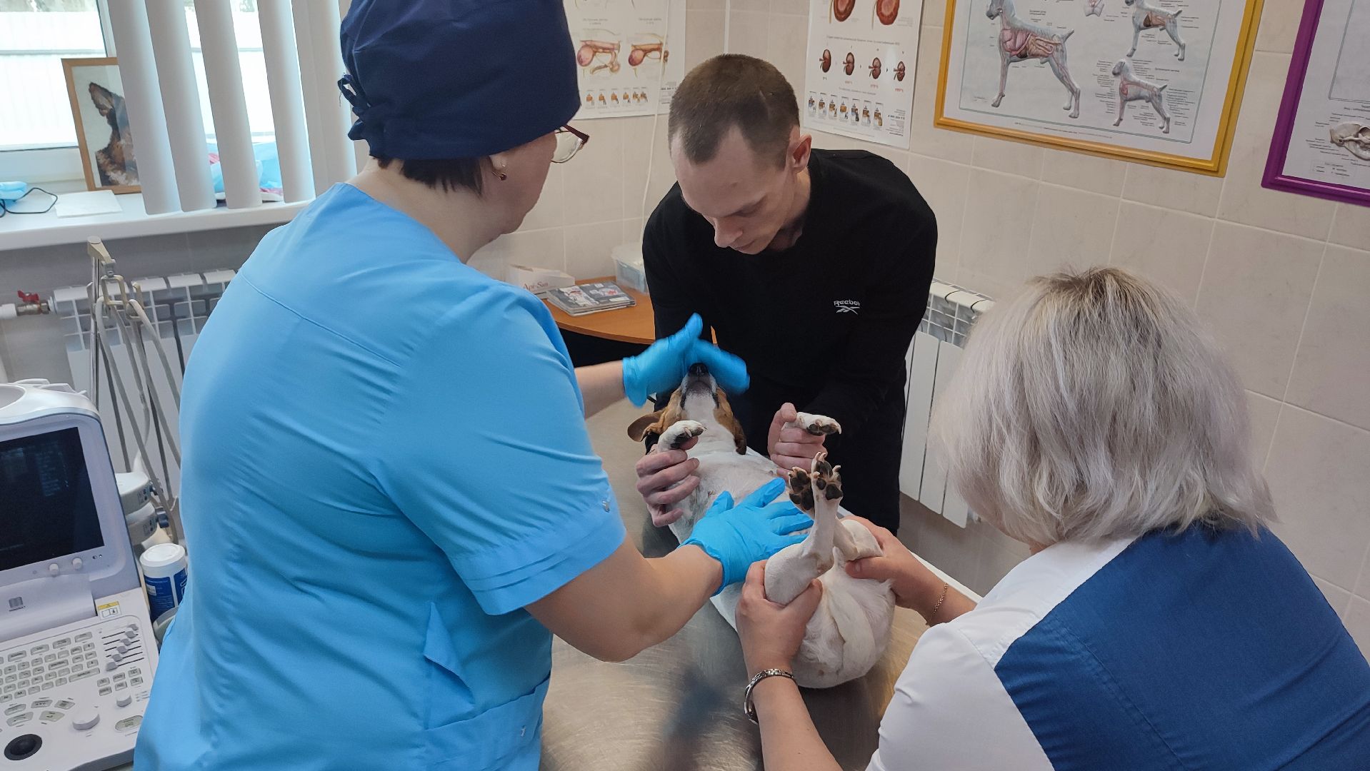 Кашира, ветеринар, пироплазмоз, собаки, клещи