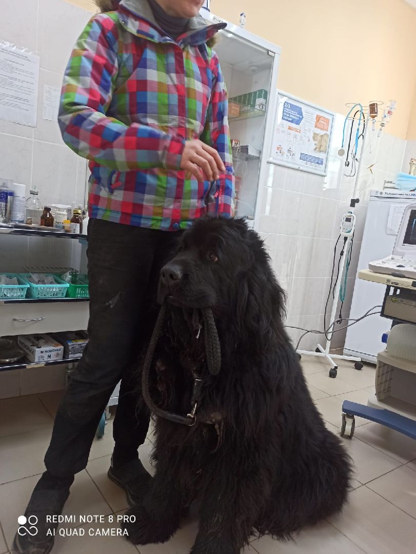 Кашира, ветеринар, пироплазмоз, собаки, клещи