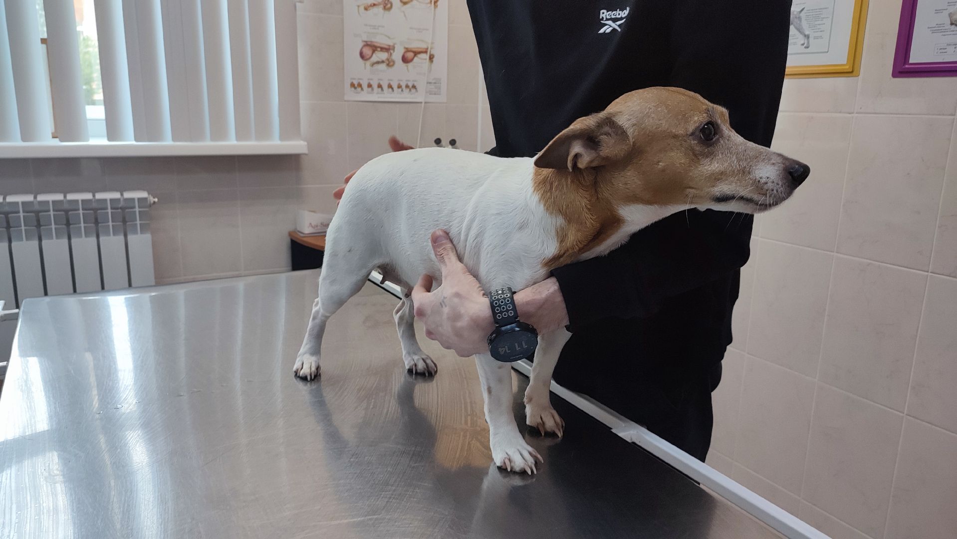 Кашира, ветеринар, пироплазмоз, собаки, клещи