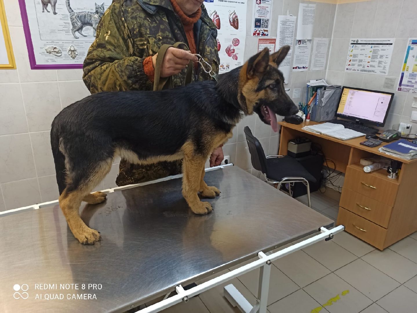 Кашира, ветеринар, пироплазмоз, собаки, клещи