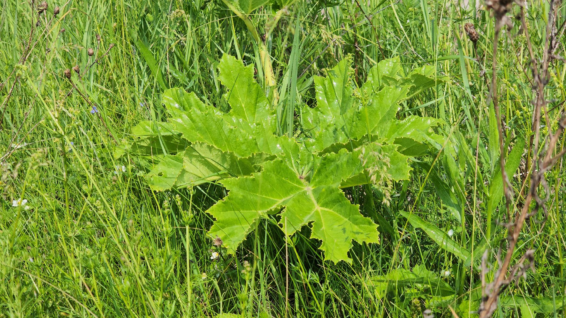 ступино, экология, борщевик, борщевик сосновского,