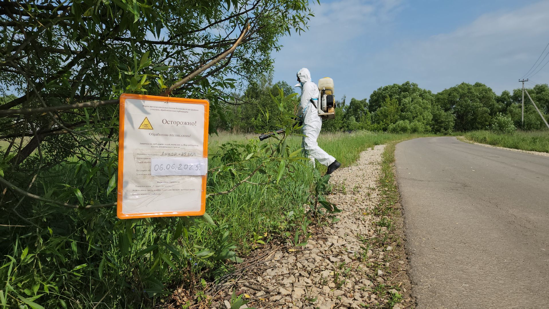 ступино, экология, борщевик, борщевик сосновского,