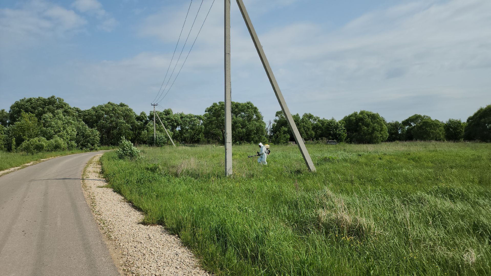 ступино, экология, борщевик, борщевик сосновского,