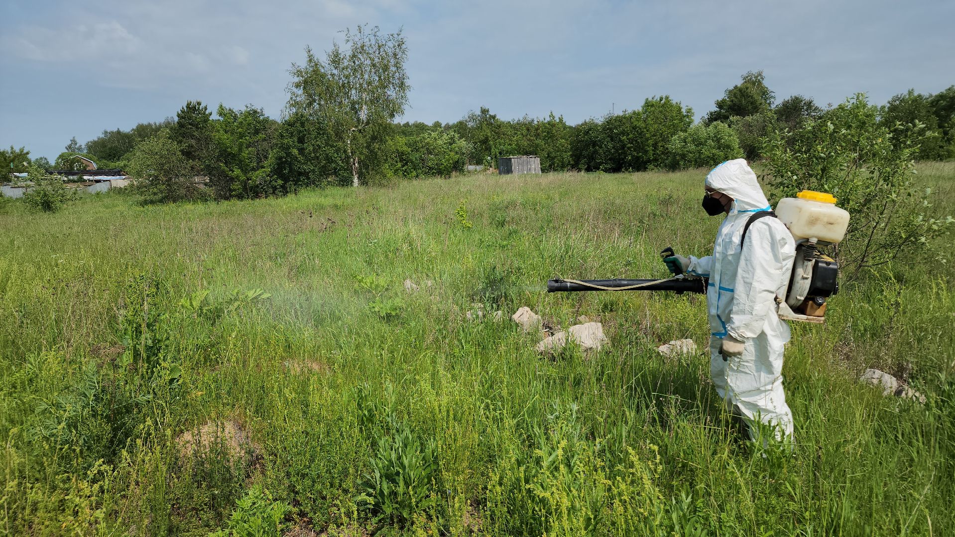 ступино, экология, борщевик, борщевик сосновского,
