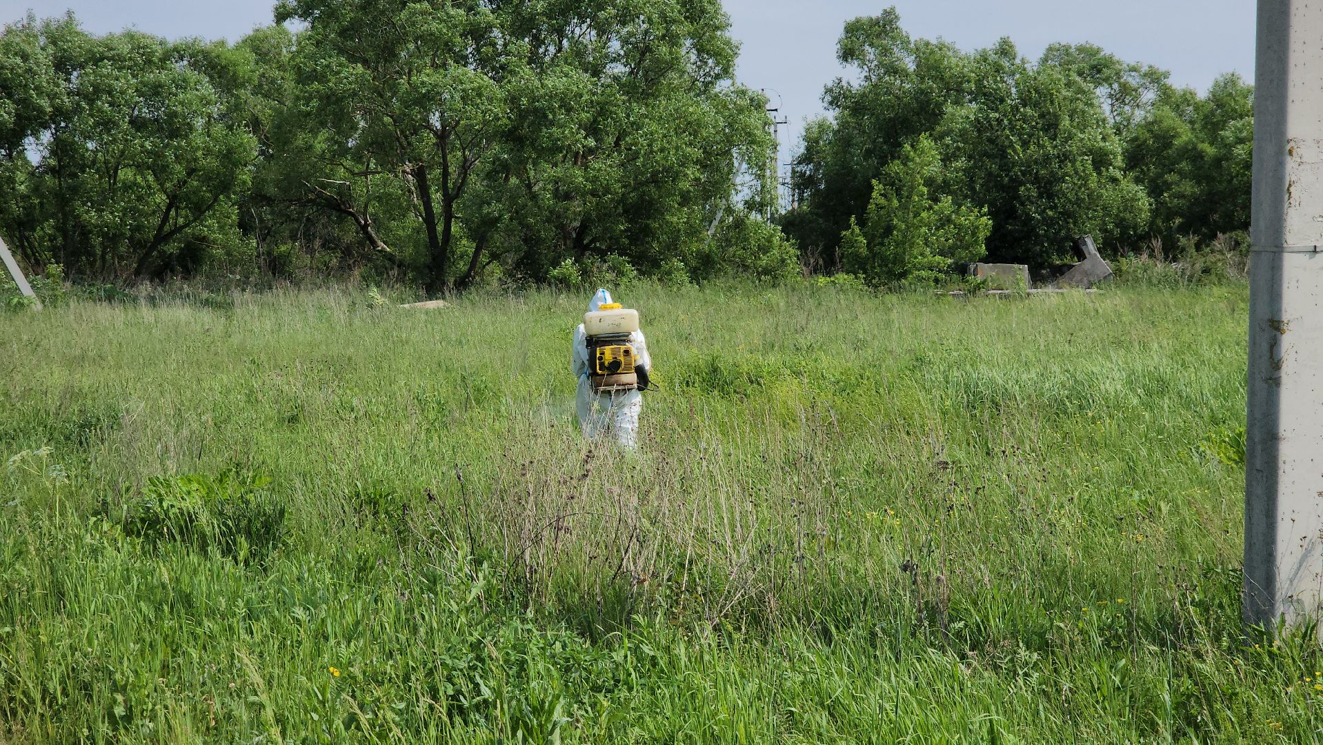 ступино, экология, борщевик, борщевик сосновского,