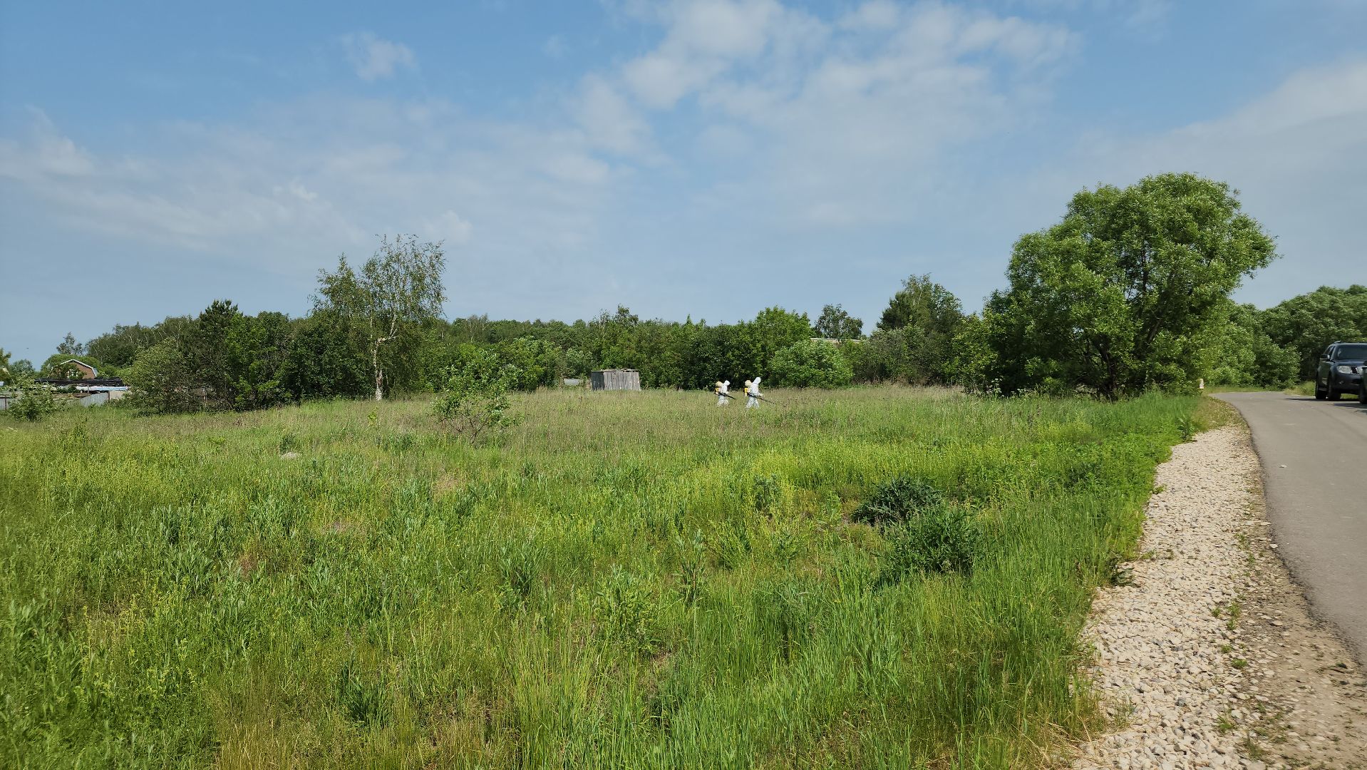 ступино, экология, борщевик, борщевик сосновского,