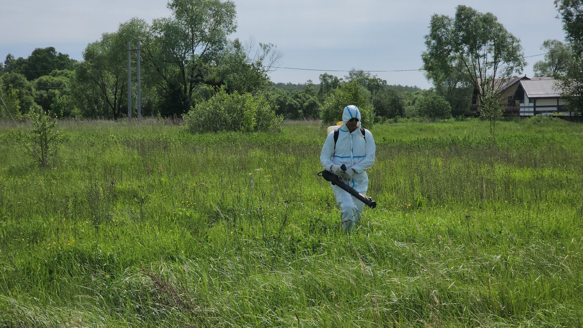 ступино, экология, борщевик, борщевик сосновского,