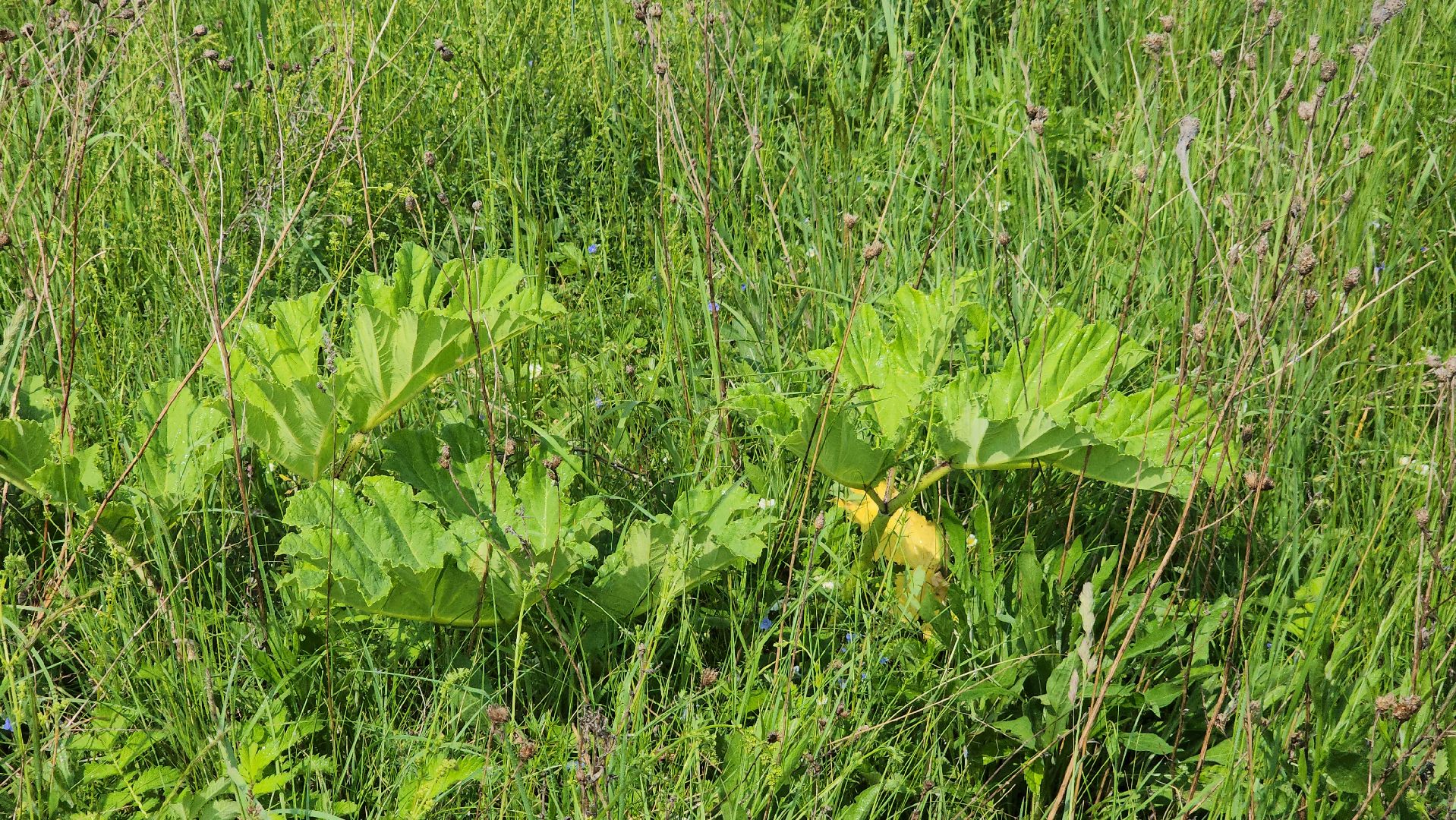 ступино, экология, борщевик, борщевик сосновского,