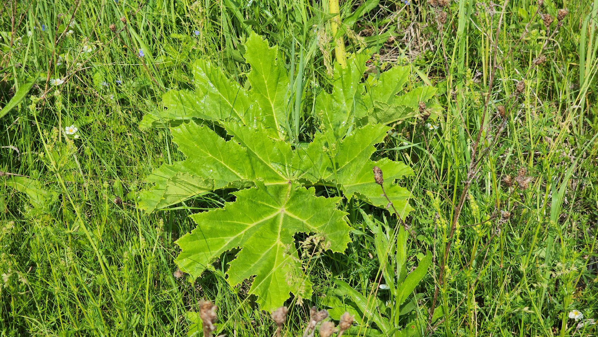 ступино, экология, борщевик, борщевик сосновского,