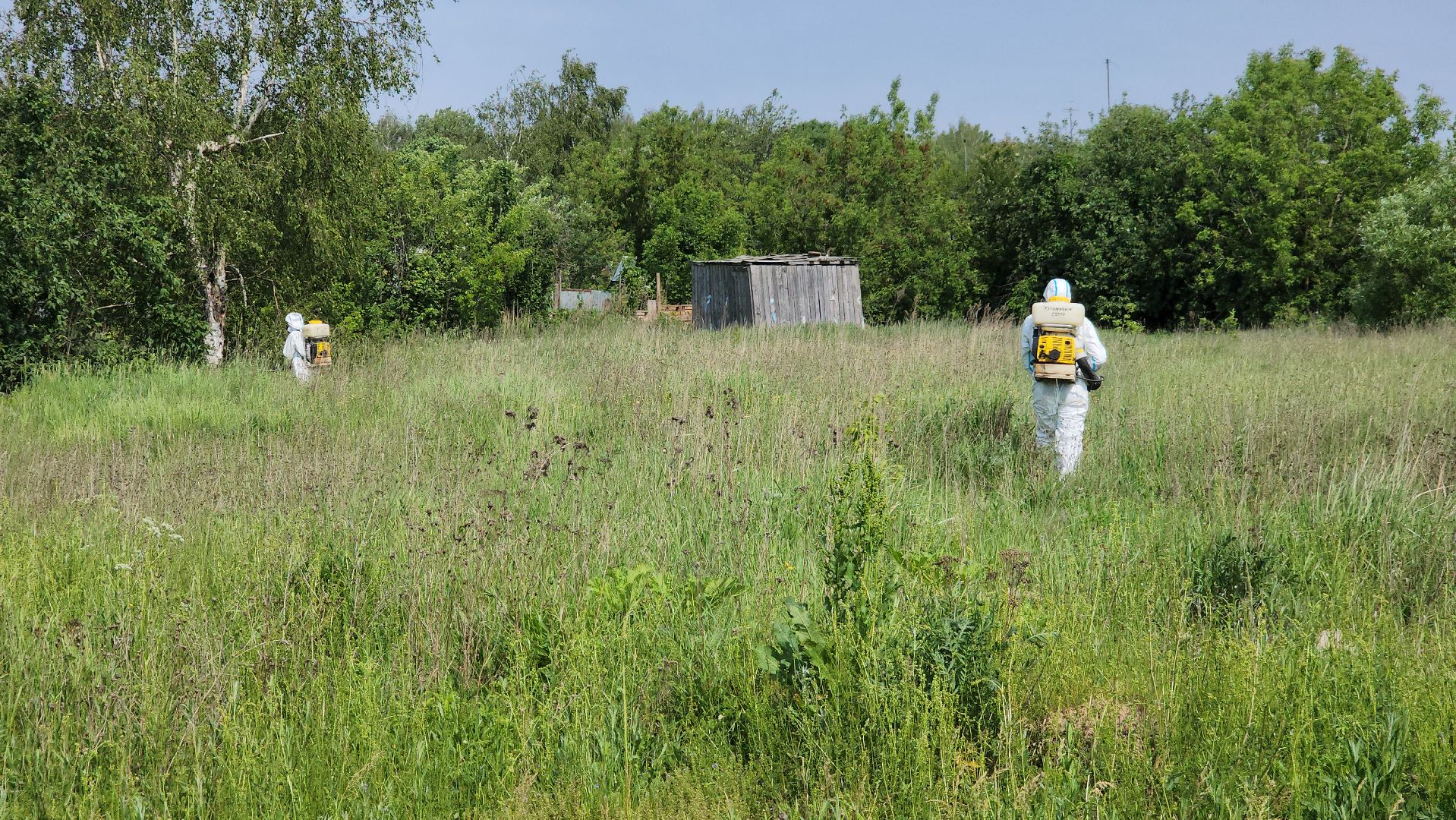 ступино, экология, борщевик, борщевик сосновского,