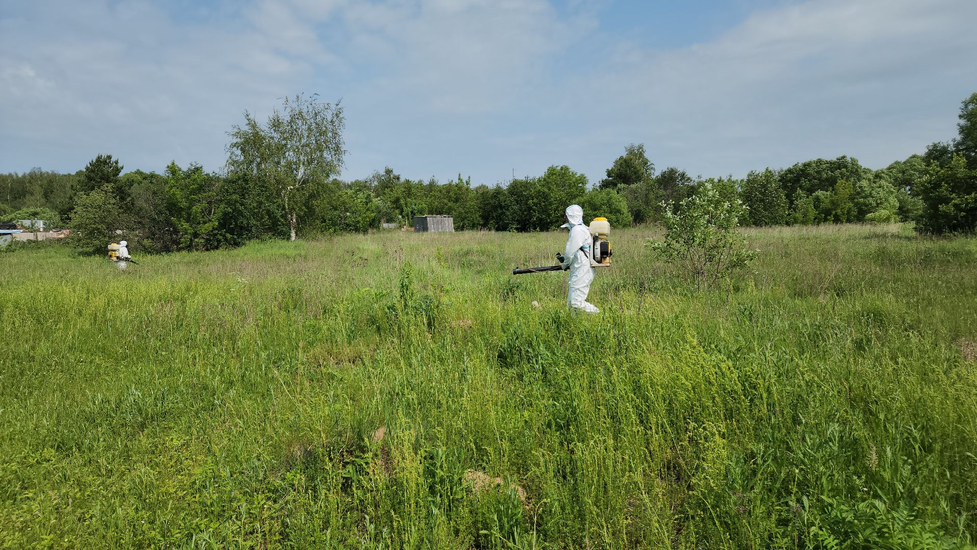 ступино, экология, борщевик, борщевик сосновского,