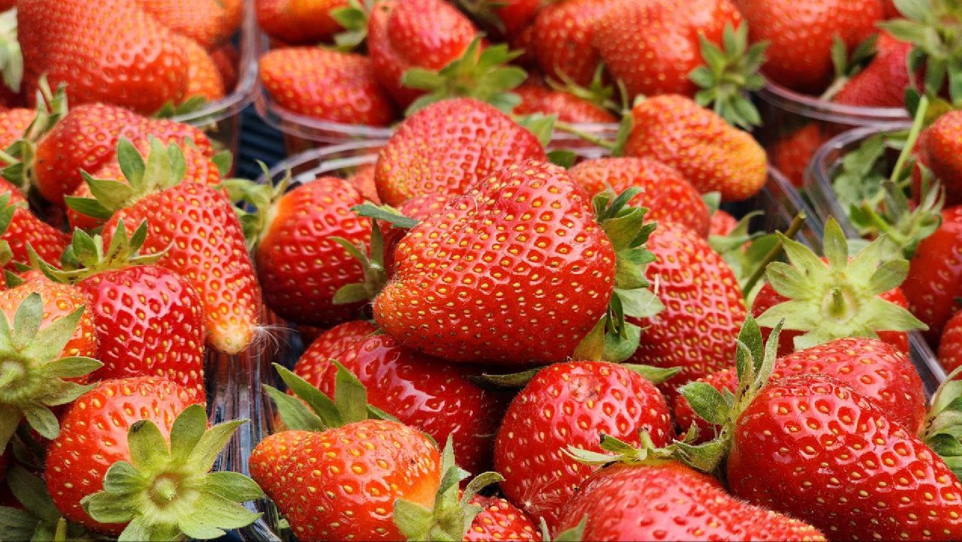 Луховицы #РусскаяЯгода #СельскоеХозяйство #ЯгодныйСезон #Фермерство #МосковскаяОбласть,