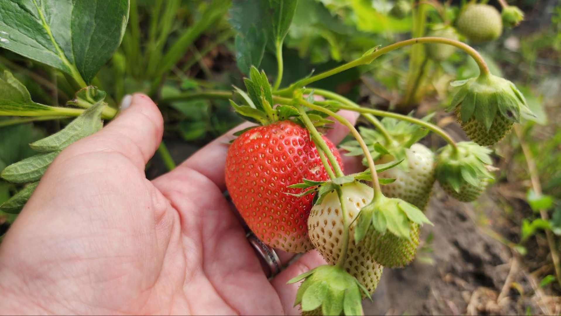 Луховицы #РусскаяЯгода #СельскоеХозяйство #ЯгодныйСезон #Фермерство #МосковскаяОбласть,