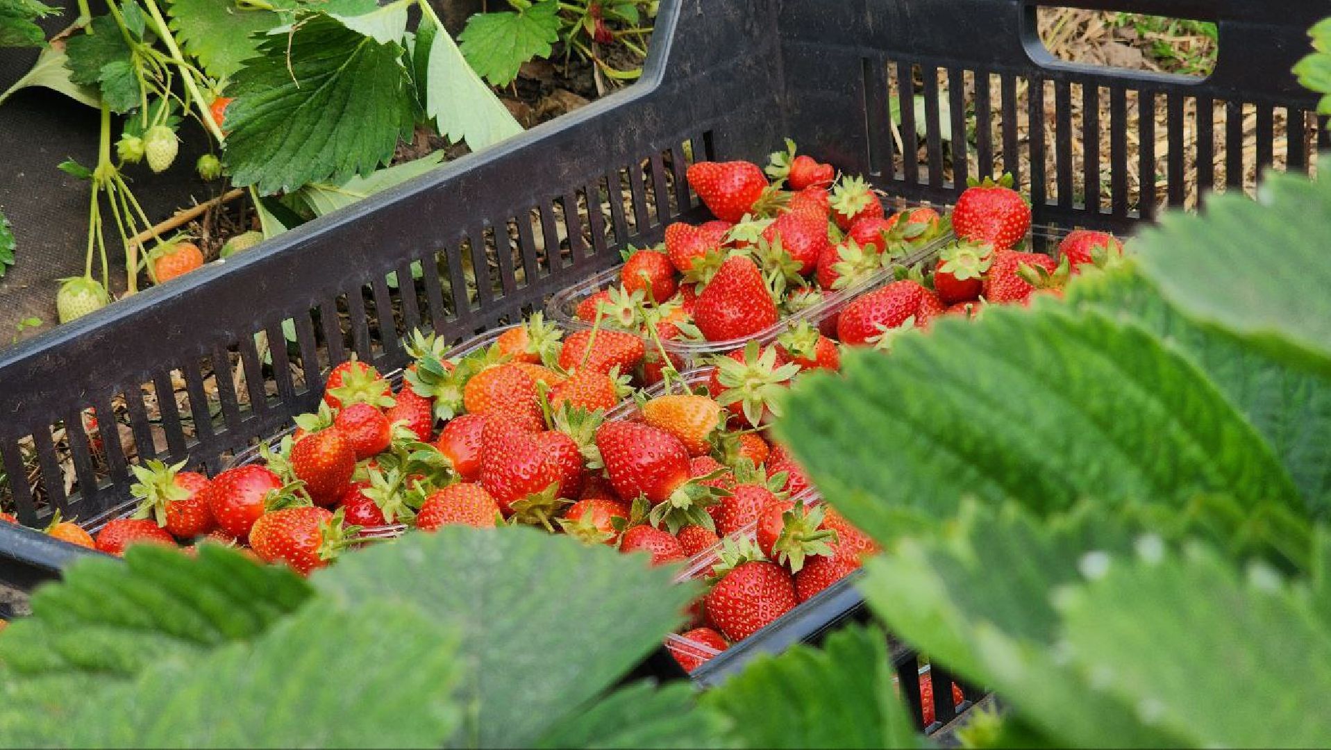 Луховицы #РусскаяЯгода #СельскоеХозяйство #ЯгодныйСезон #Фермерство #МосковскаяОбласть,