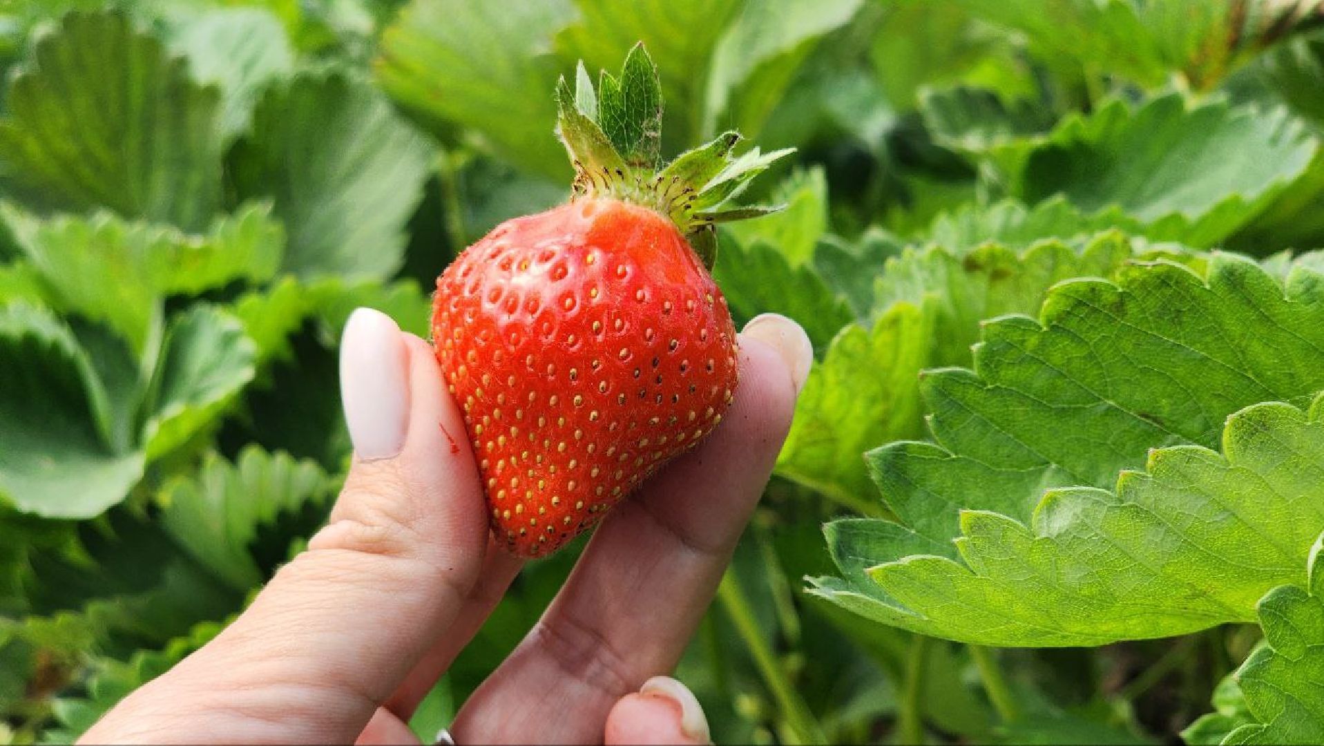 Луховицы #РусскаяЯгода #СельскоеХозяйство #ЯгодныйСезон #Фермерство #МосковскаяОбласть,