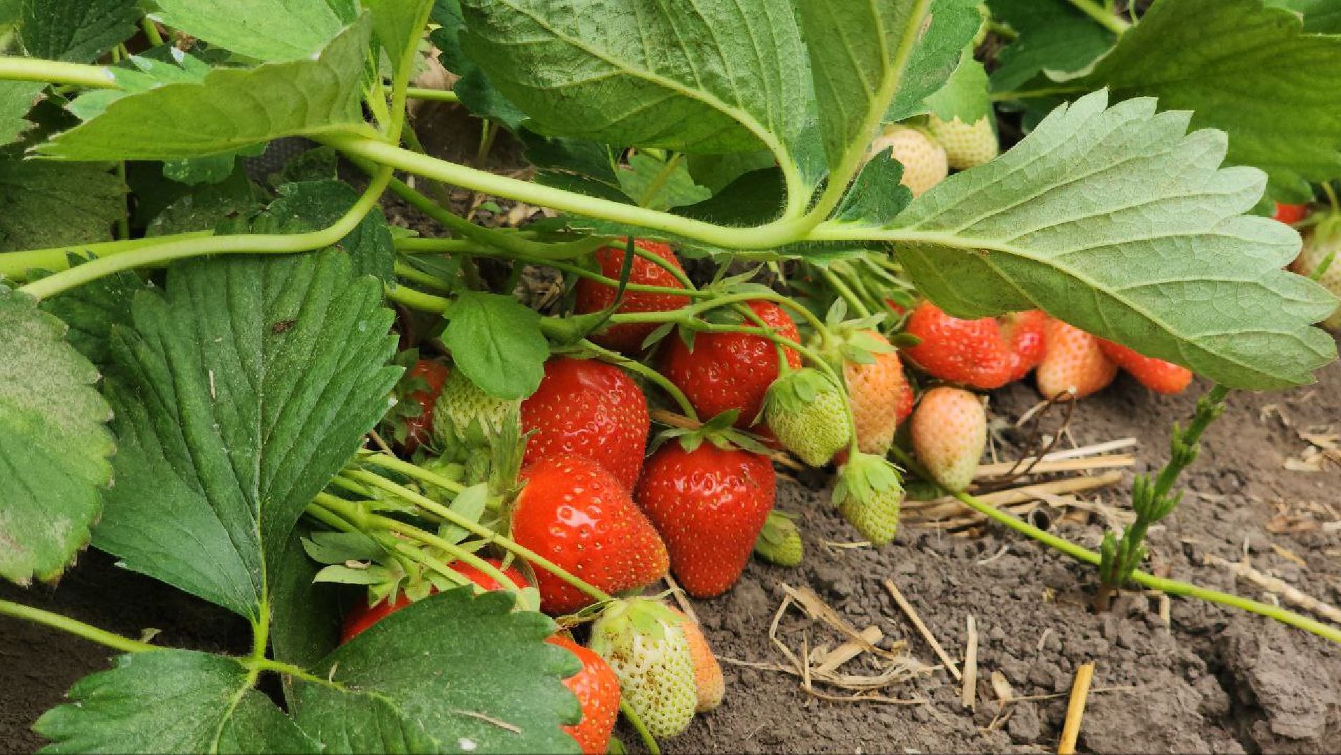 Луховицы #РусскаяЯгода #СельскоеХозяйство #ЯгодныйСезон #Фермерство #МосковскаяОбласть,