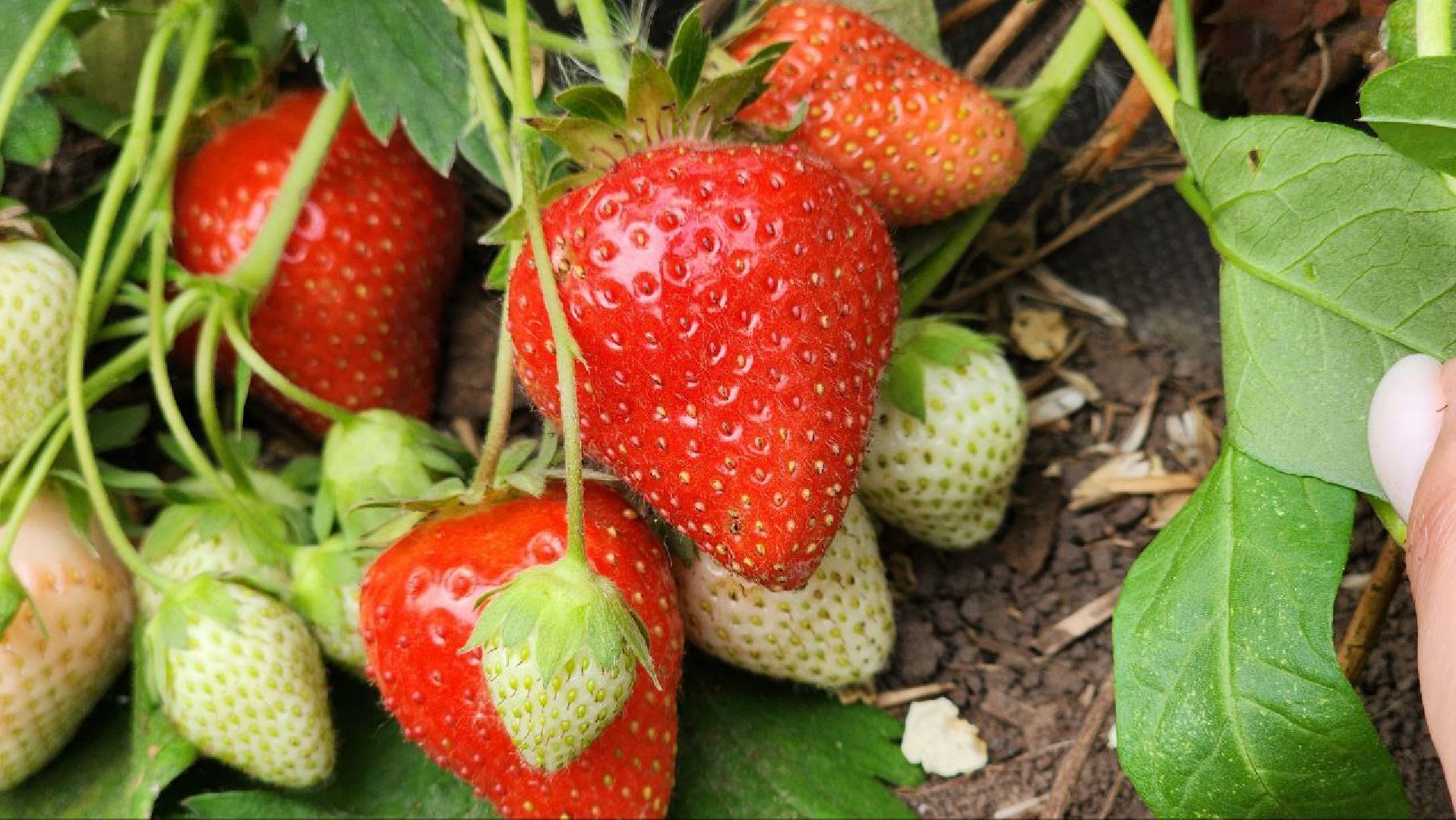 Луховицы #РусскаяЯгода #СельскоеХозяйство #ЯгодныйСезон #Фермерство #МосковскаяОбласть,