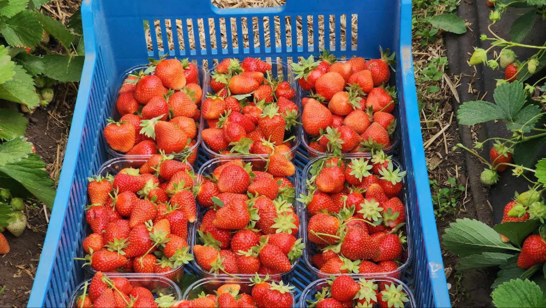 Луховицы #РусскаяЯгода #СельскоеХозяйство #ЯгодныйСезон #Фермерство #МосковскаяОбласть,