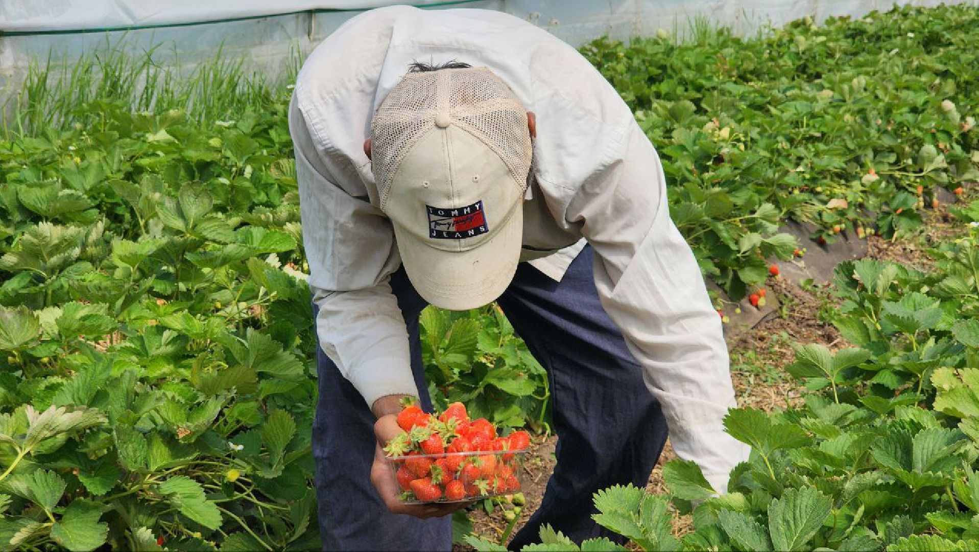 Луховицы #РусскаяЯгода #СельскоеХозяйство #ЯгодныйСезон #Фермерство #МосковскаяОбласть,