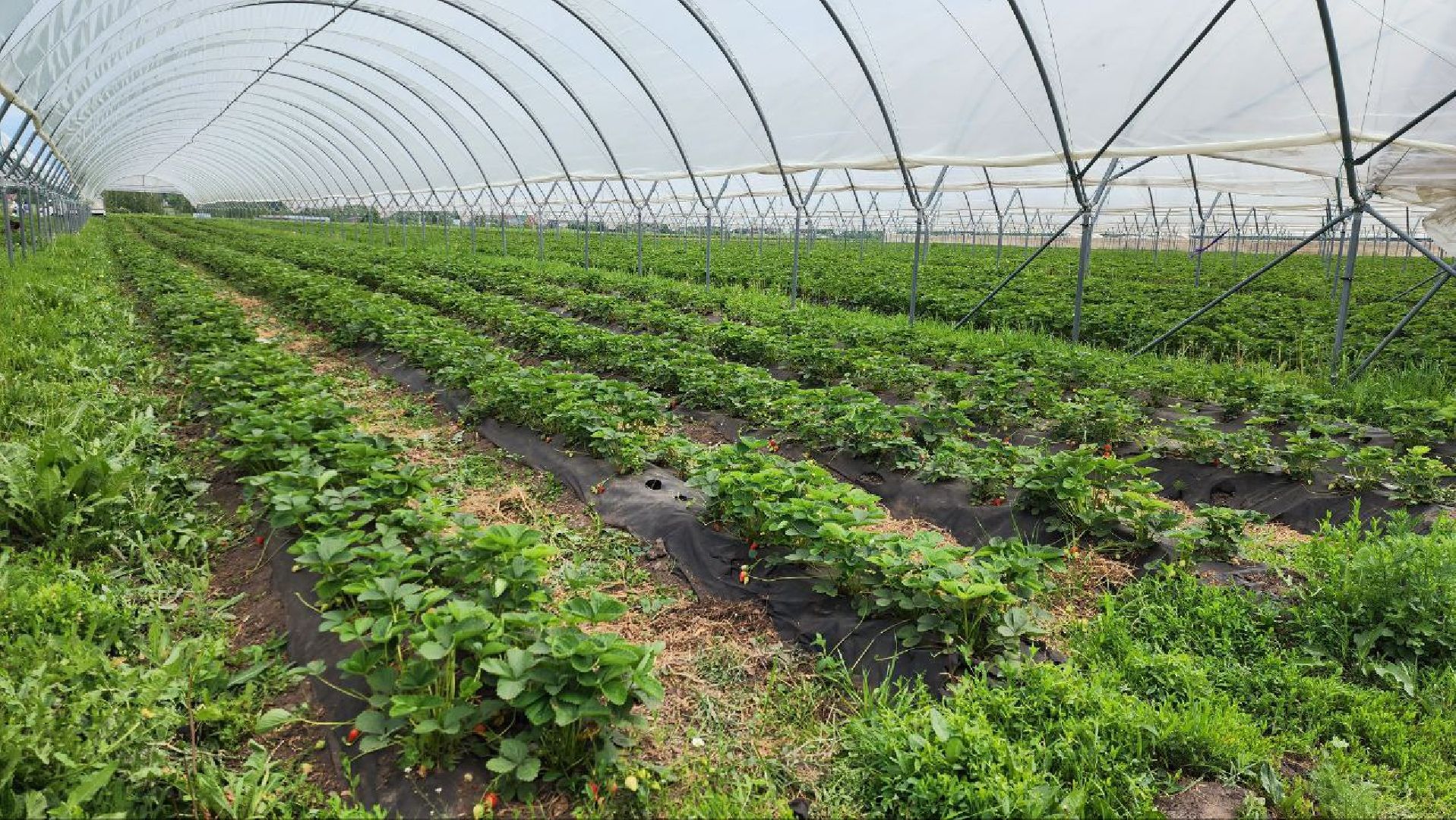 Луховицы #РусскаяЯгода #СельскоеХозяйство #ЯгодныйСезон #Фермерство #МосковскаяОбласть,