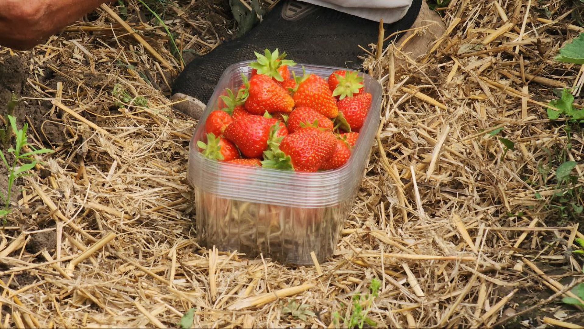 Луховицы #РусскаяЯгода #СельскоеХозяйство #ЯгодныйСезон #Фермерство #МосковскаяОбласть,