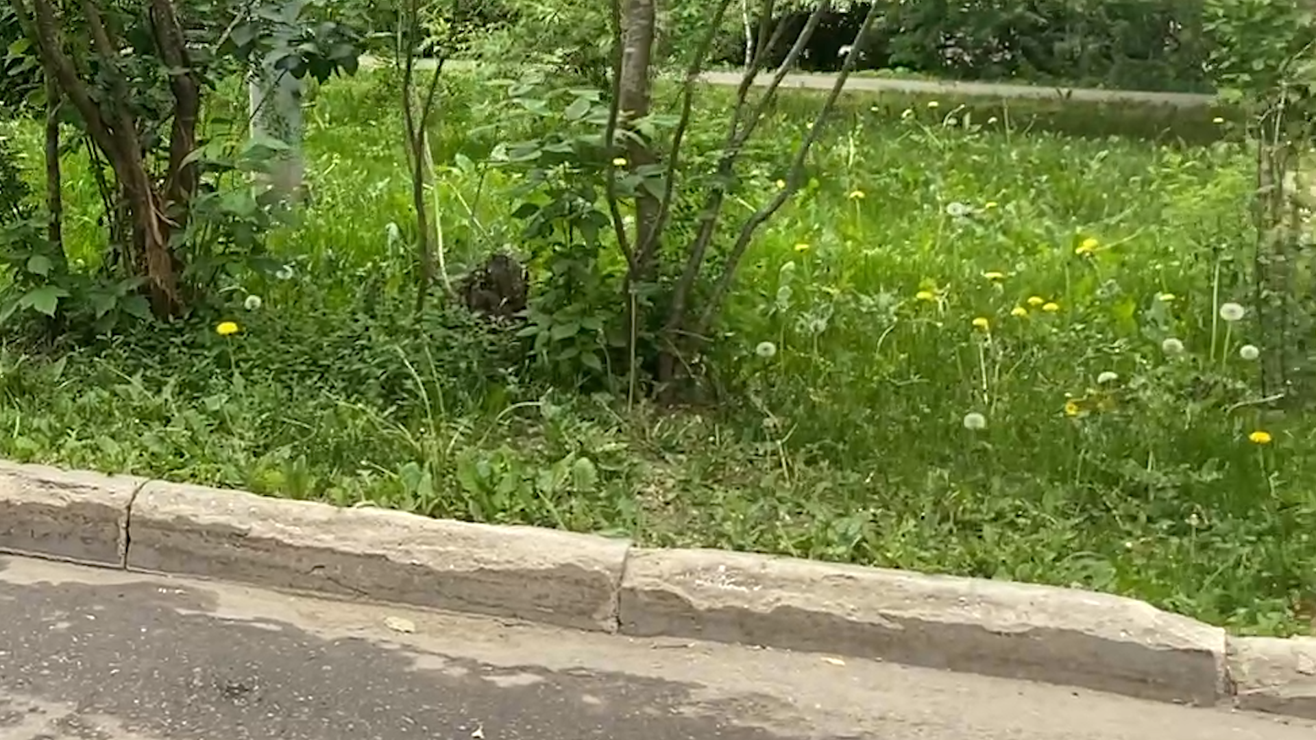 благоустройство, ремонт бордюров, власиха ремонт дорог, ямочный ремонт, благоустройство территории,