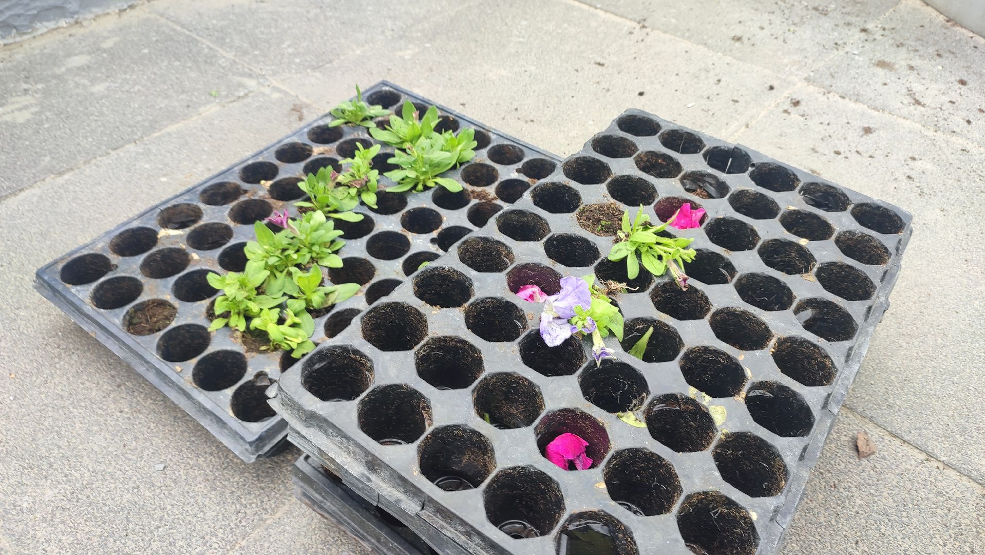 Кашира, благоустройство, ЖКХ, цветы, петуньи