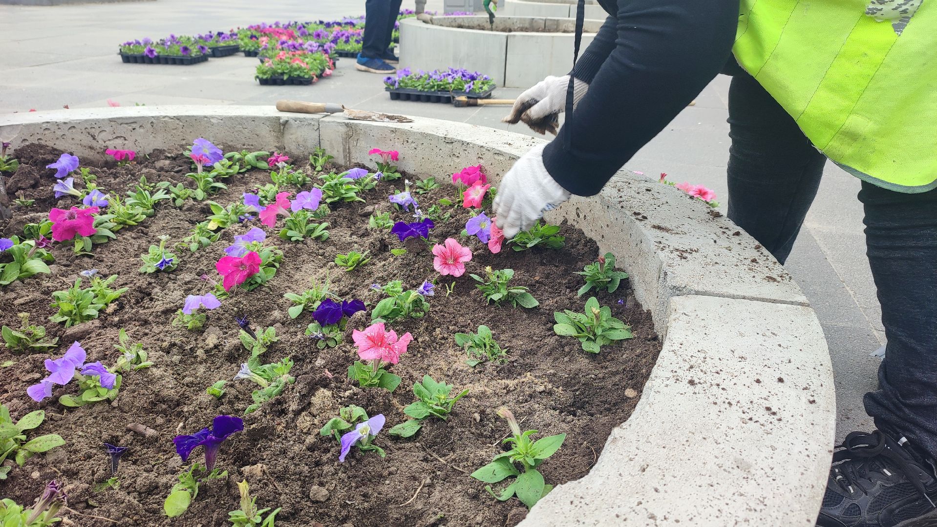 Кашира, благоустройство, ЖКХ, цветы, петуньи