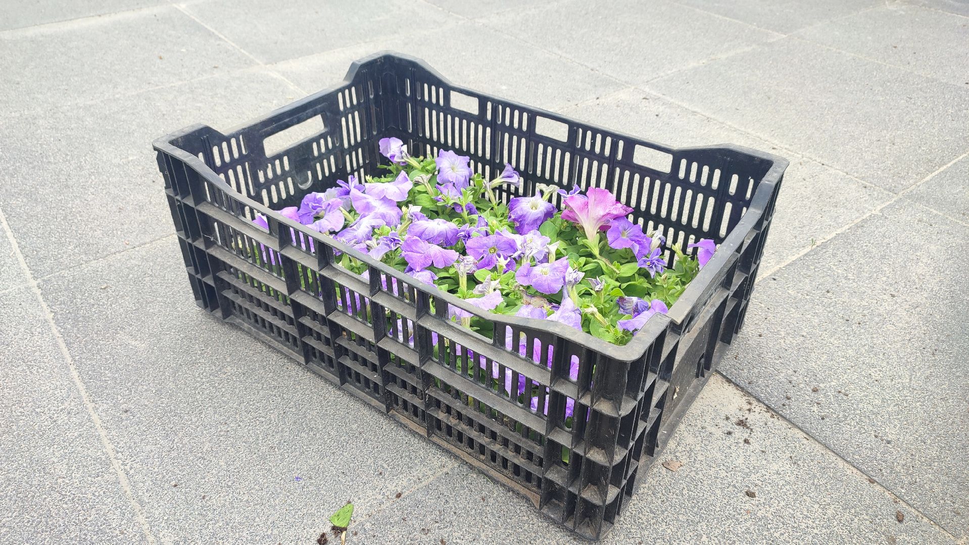 Кашира, благоустройство, ЖКХ, цветы, петуньи