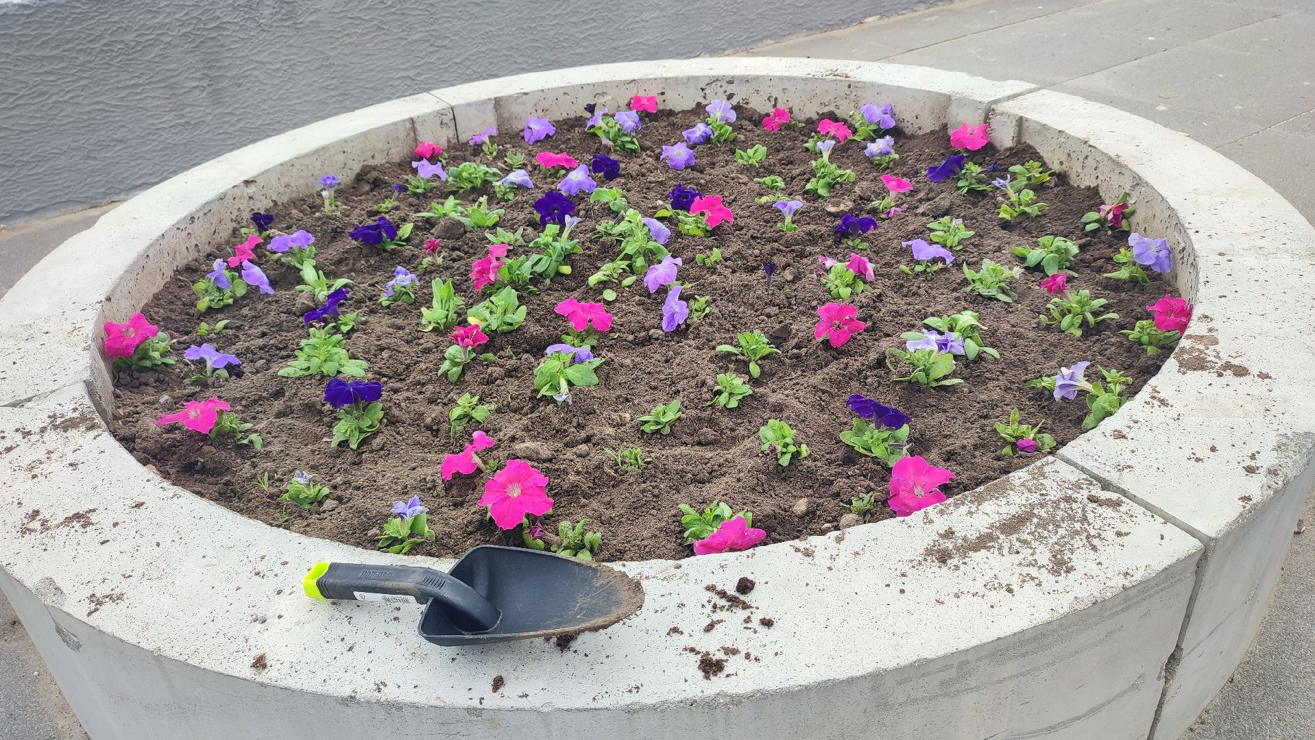 Кашира, благоустройство, ЖКХ, цветы, петуньи