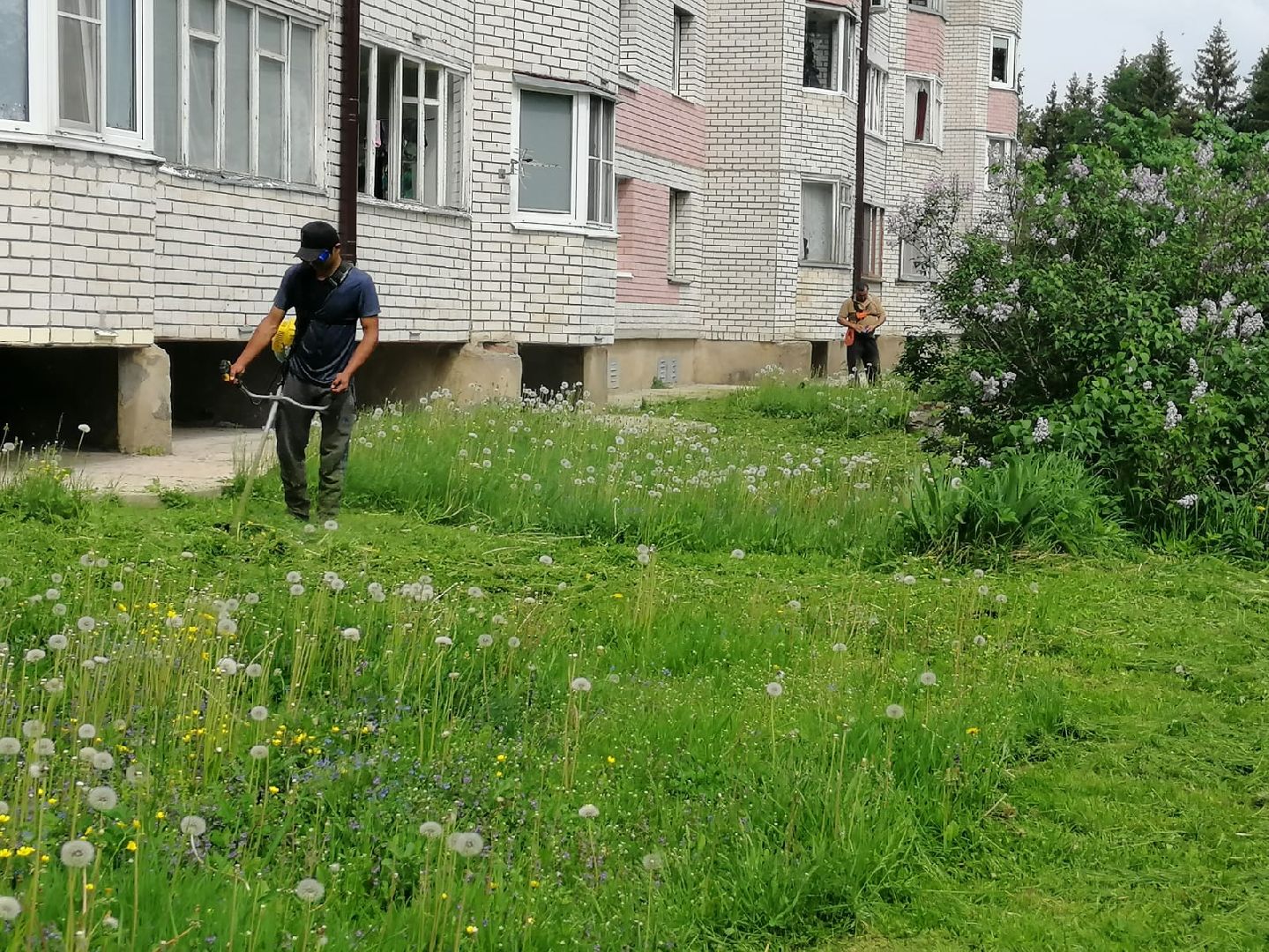 городской округ восход, благоустройство, газон, покос травы,
