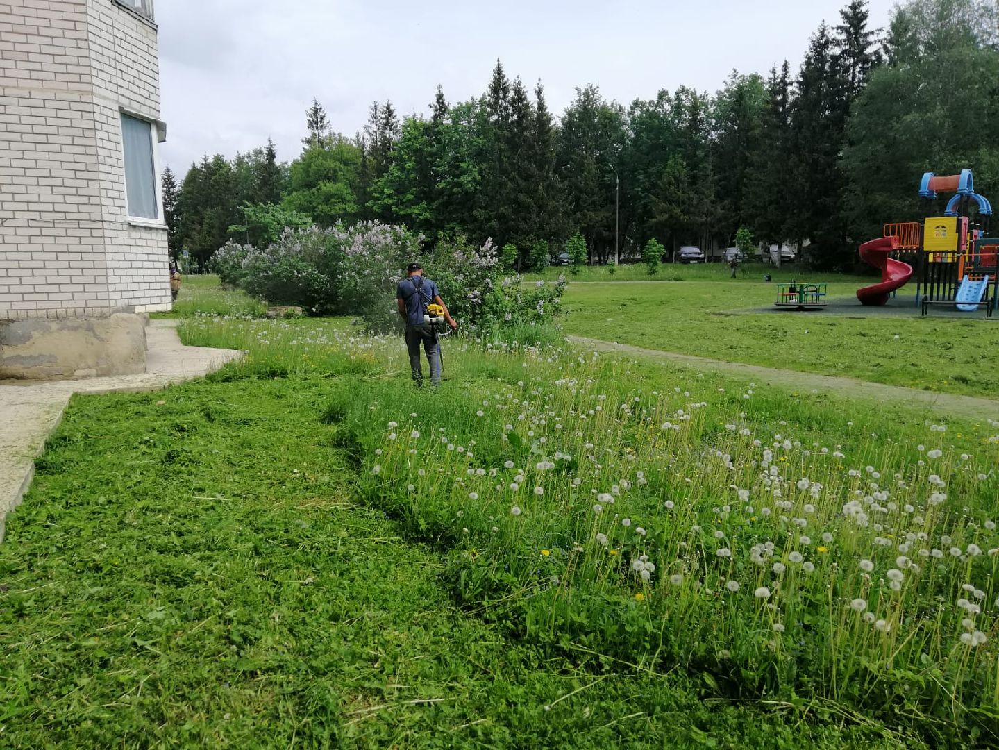 городской округ восход, благоустройство, газон, покос травы,