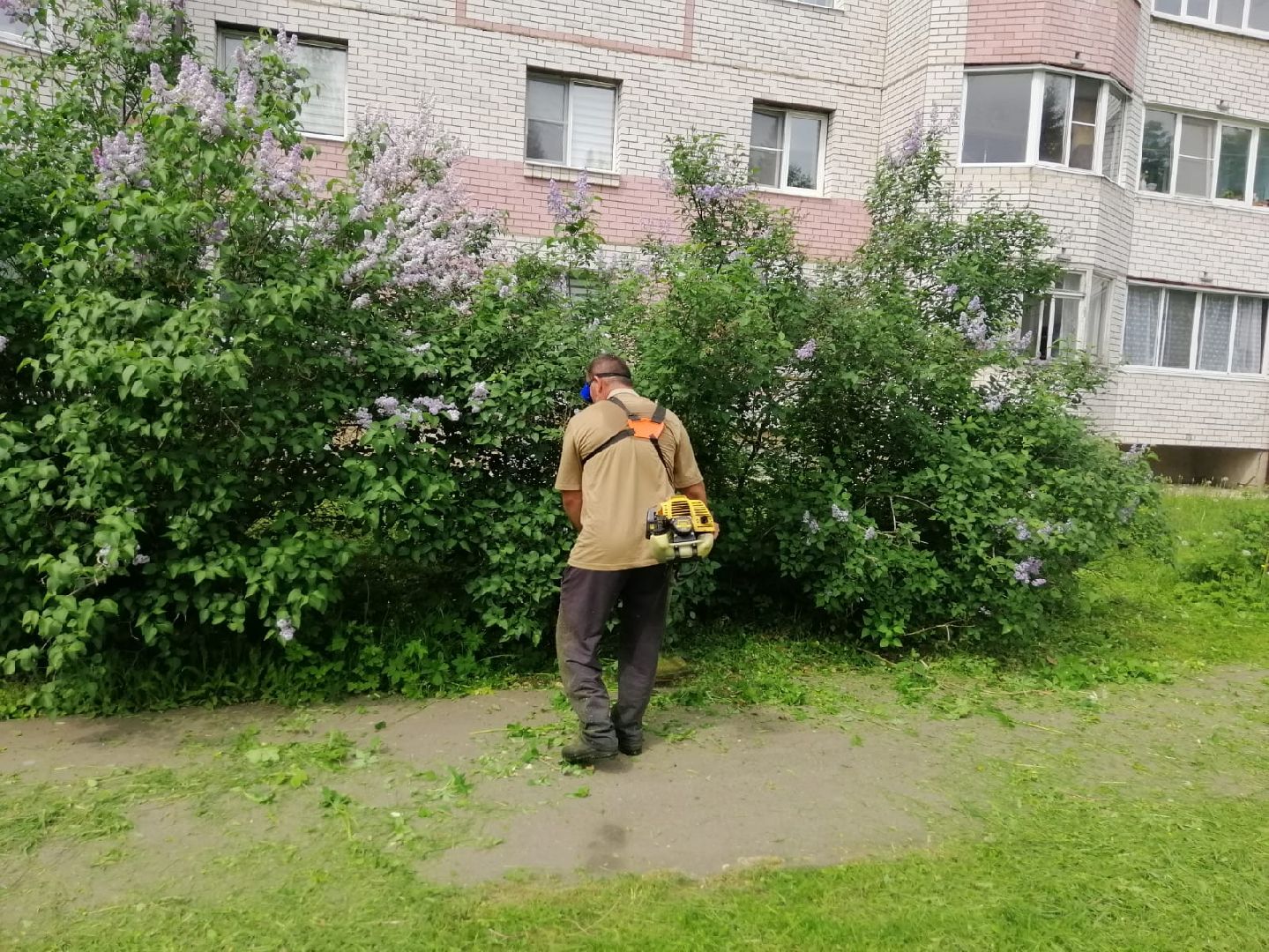 городской округ восход, благоустройство, газон, покос травы,