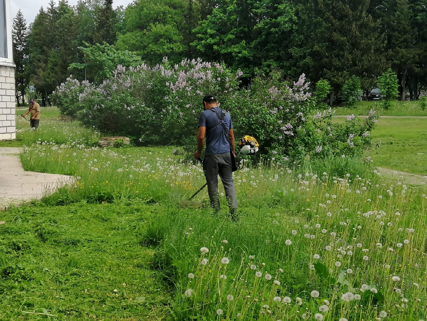 городской округ восход, благоустройство, газон, покос травы,
