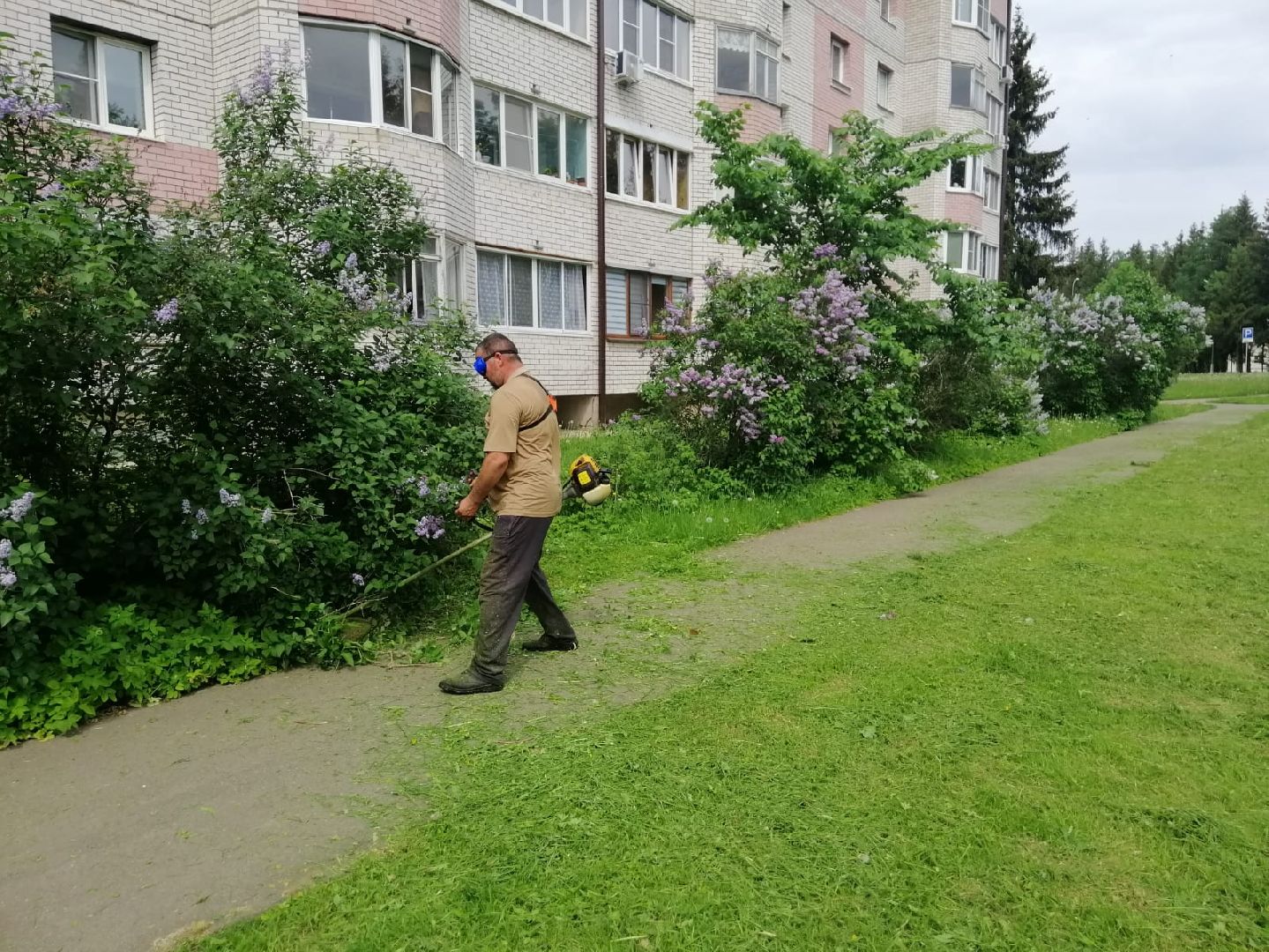 городской округ восход, благоустройство, газон, покос травы,