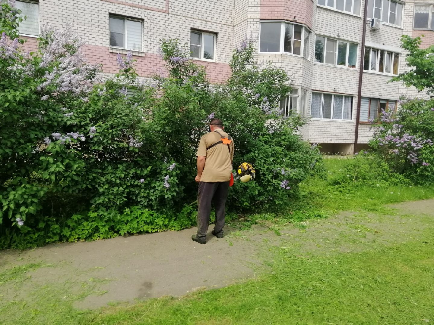 городской округ восход, благоустройство, газон, покос травы,