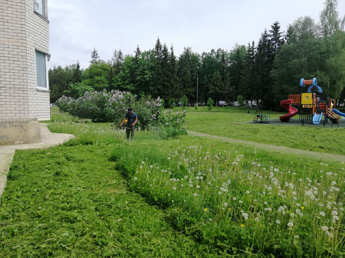 городской округ восход, благоустройство, газон, покос травы,