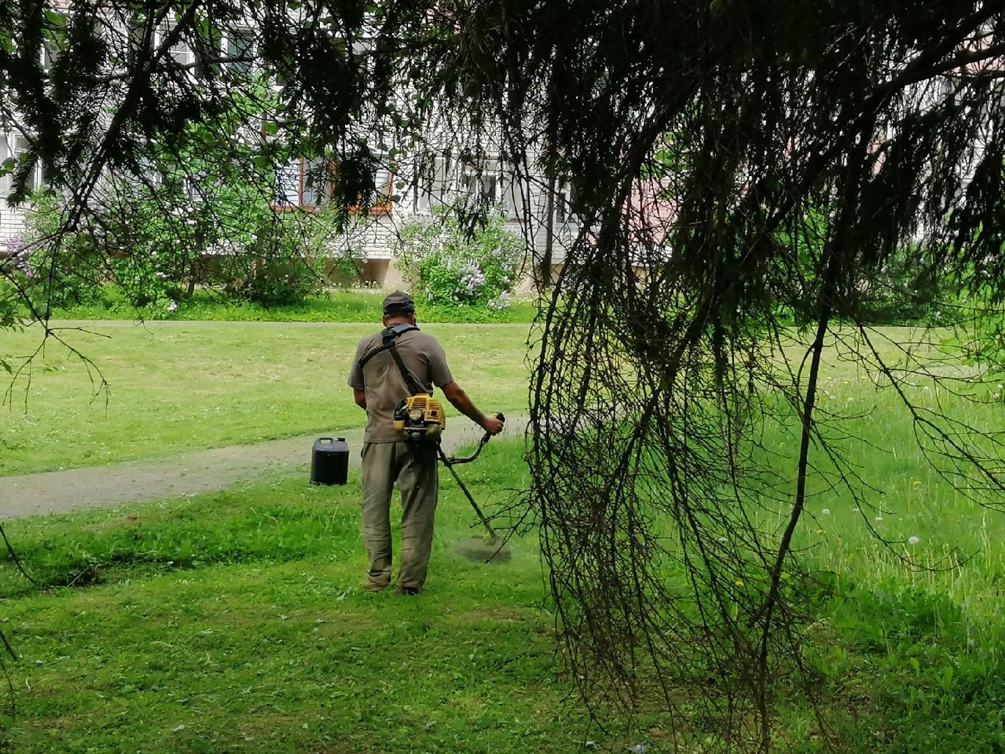 городской округ восход, благоустройство, газон, покос травы,