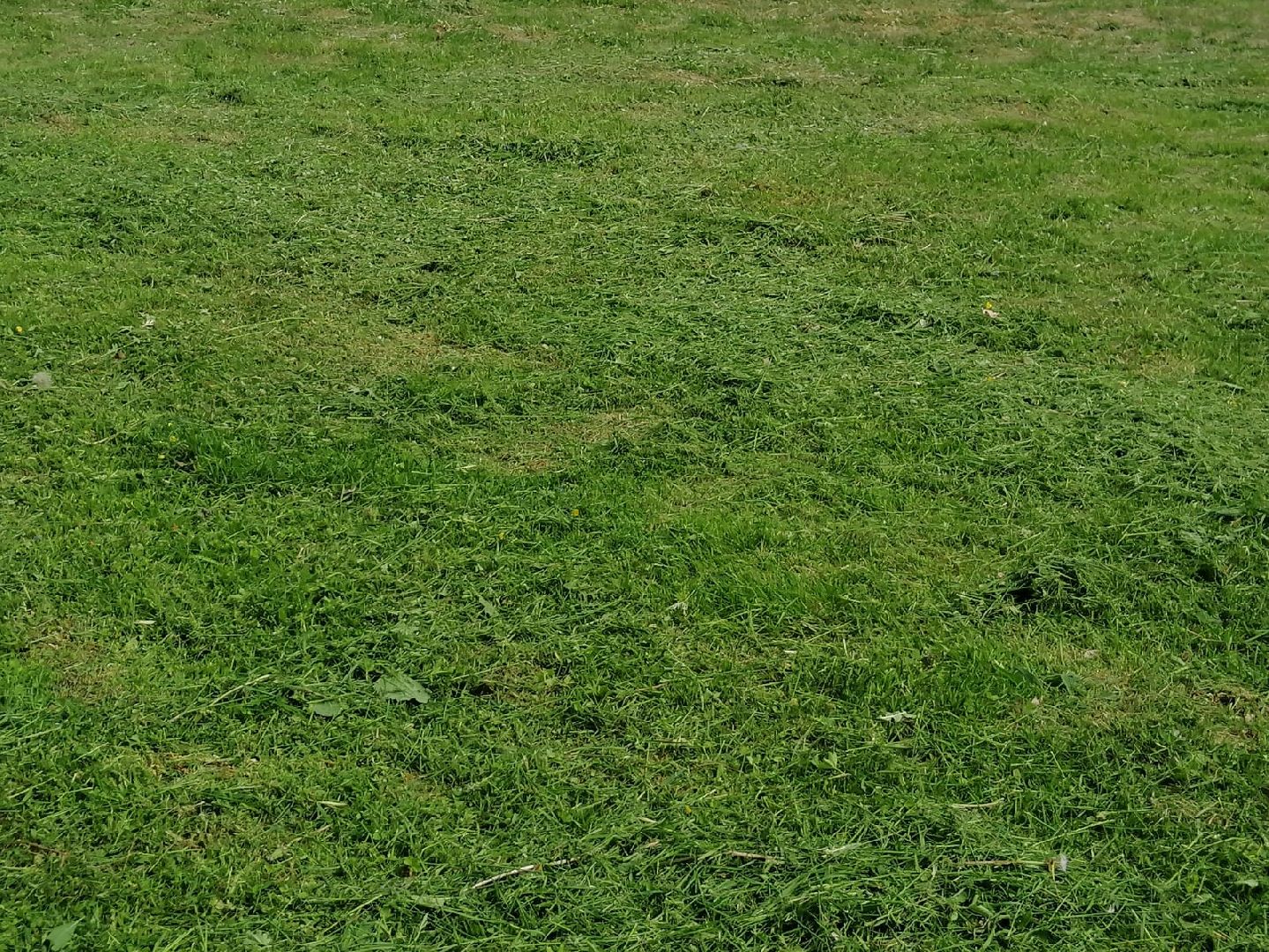 городской округ восход, благоустройство, газон, покос травы,