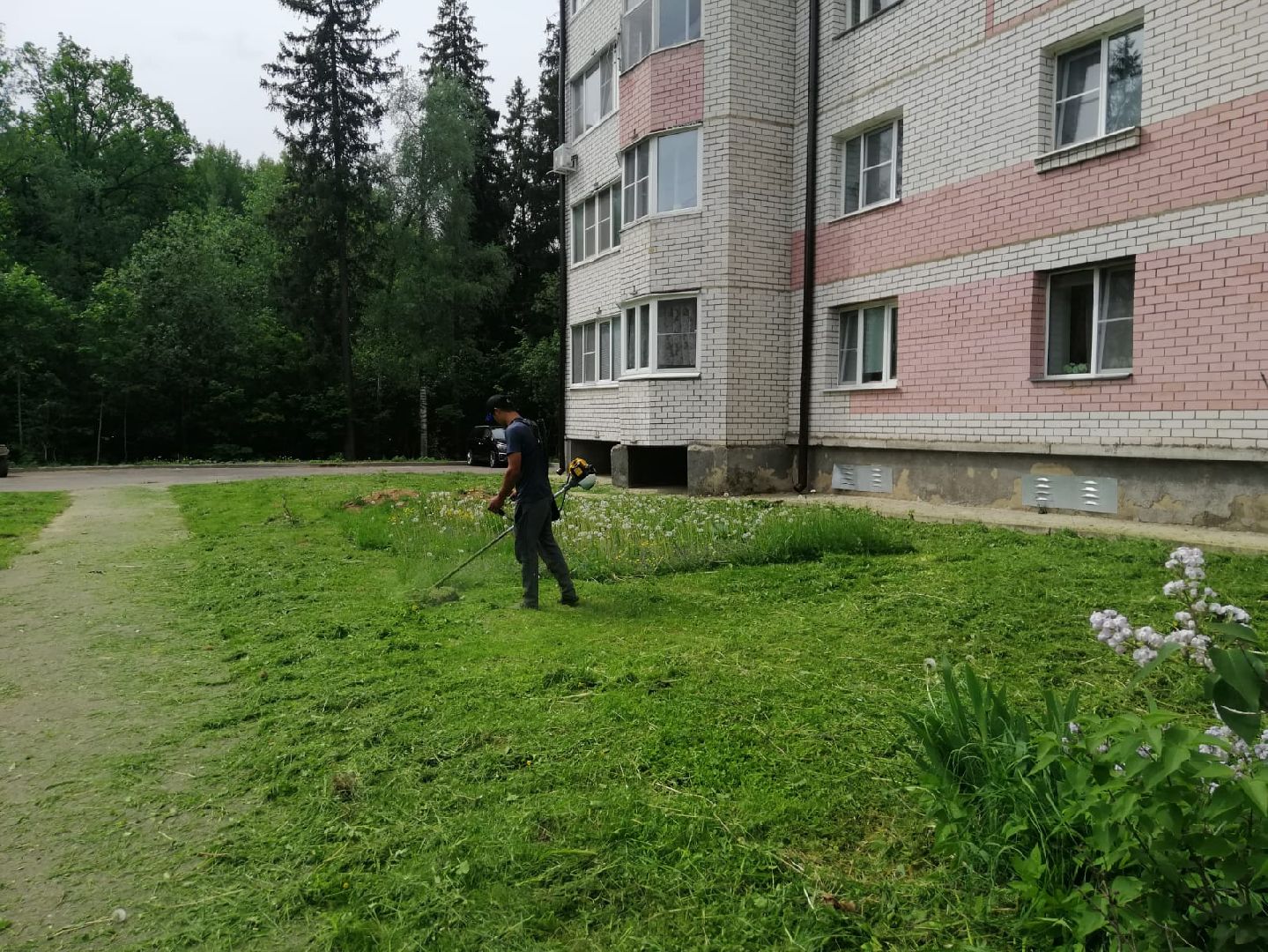 городской округ восход, благоустройство, газон, покос травы,