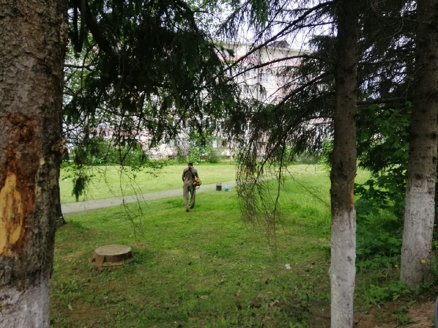 городской округ восход, благоустройство, газон, покос травы,