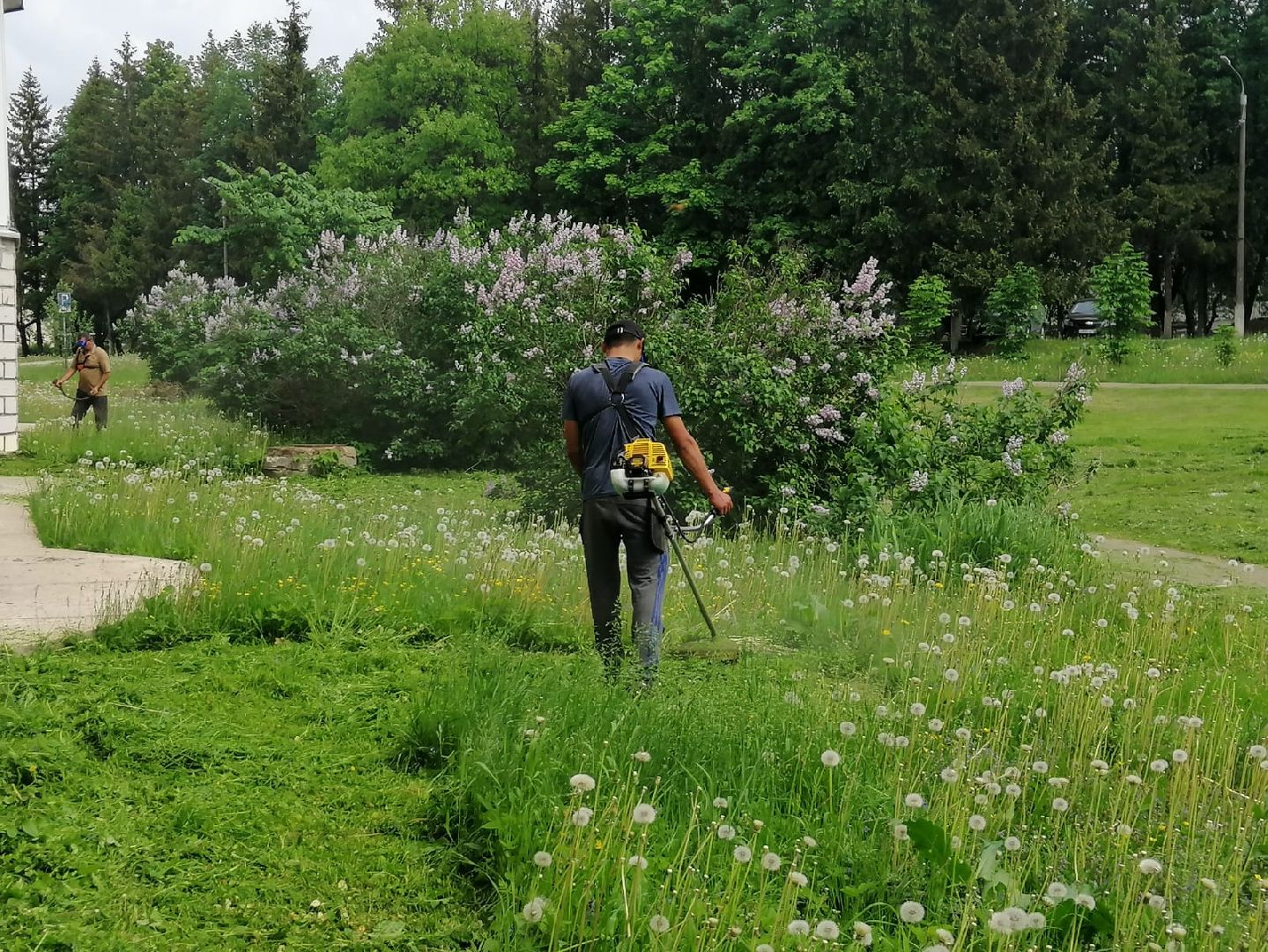 городской округ восход, благоустройство, газон, покос травы,