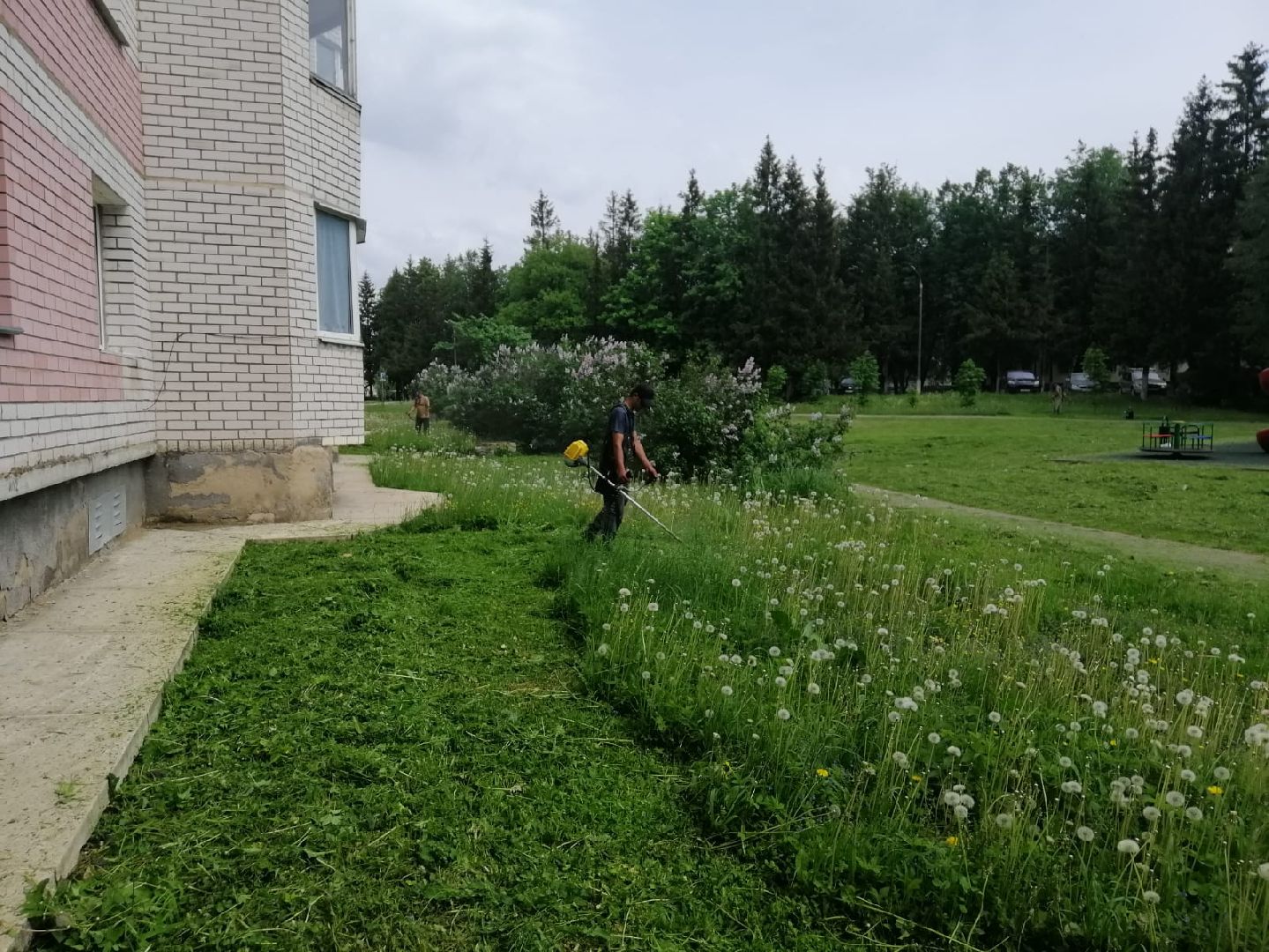 городской округ восход, благоустройство, газон, покос травы,