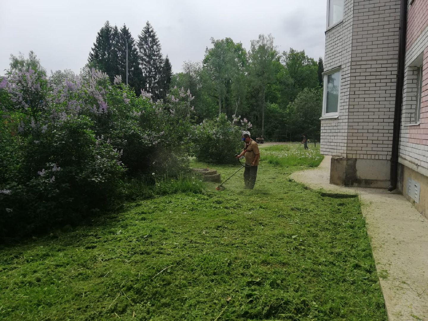 городской округ восход, благоустройство, газон, покос травы,