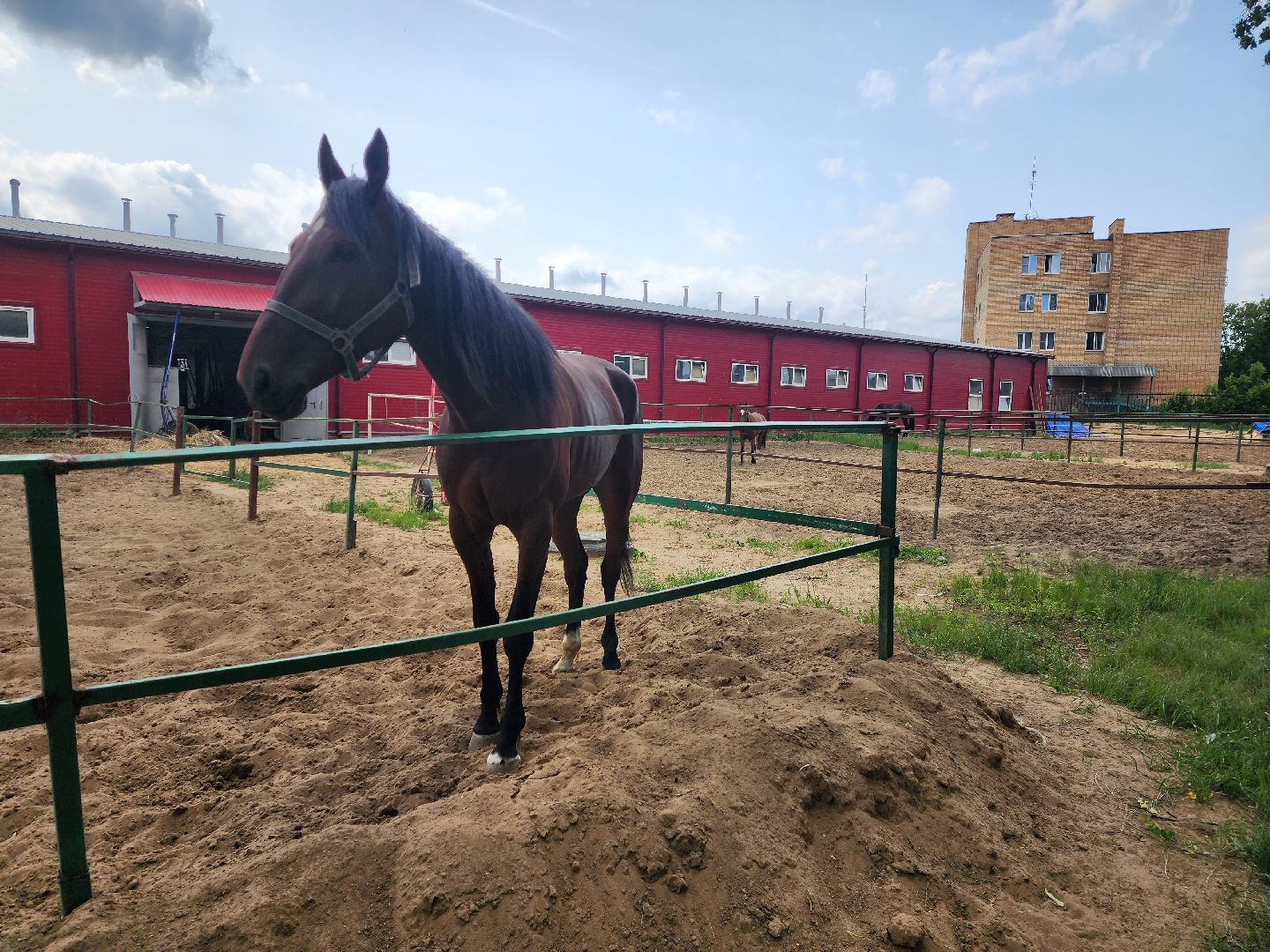 раменское, сельское хозяйство, раменский ипподром, испытания лошадей рысистых пород,