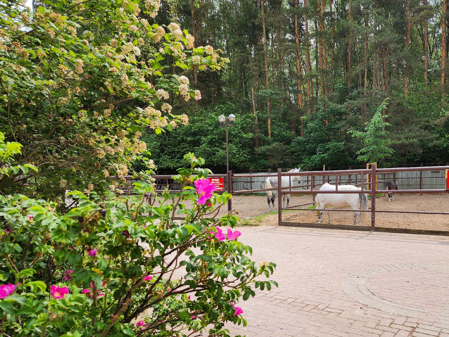 Подольск, Фаворит, отдых в подмосковье, Катание верхом, Лошади, Пони, семейный отдых,Природа,