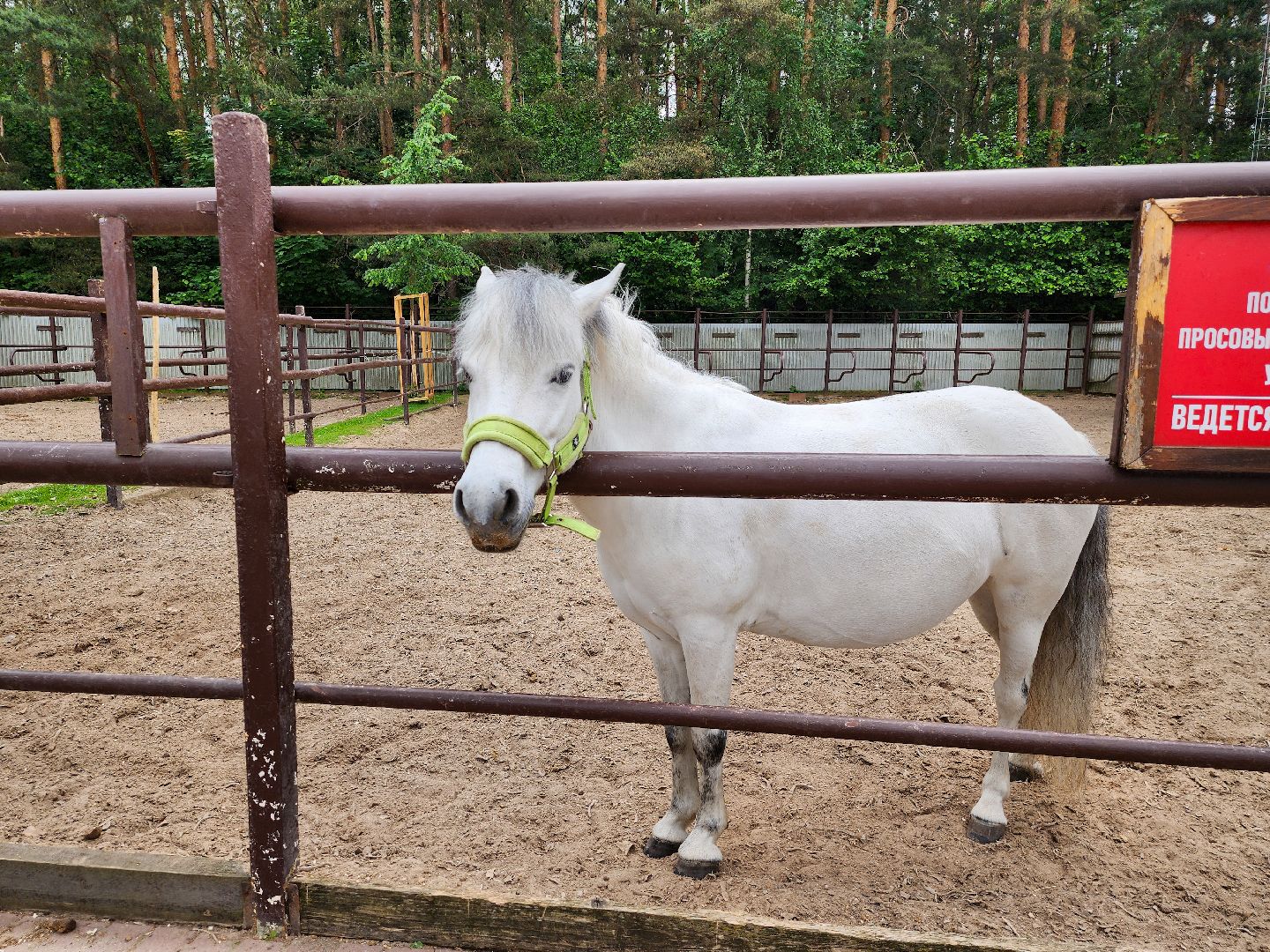Подольск, Фаворит, отдых в подмосковье, Катание верхом, Лошади, Пони, семейный отдых,Природа,