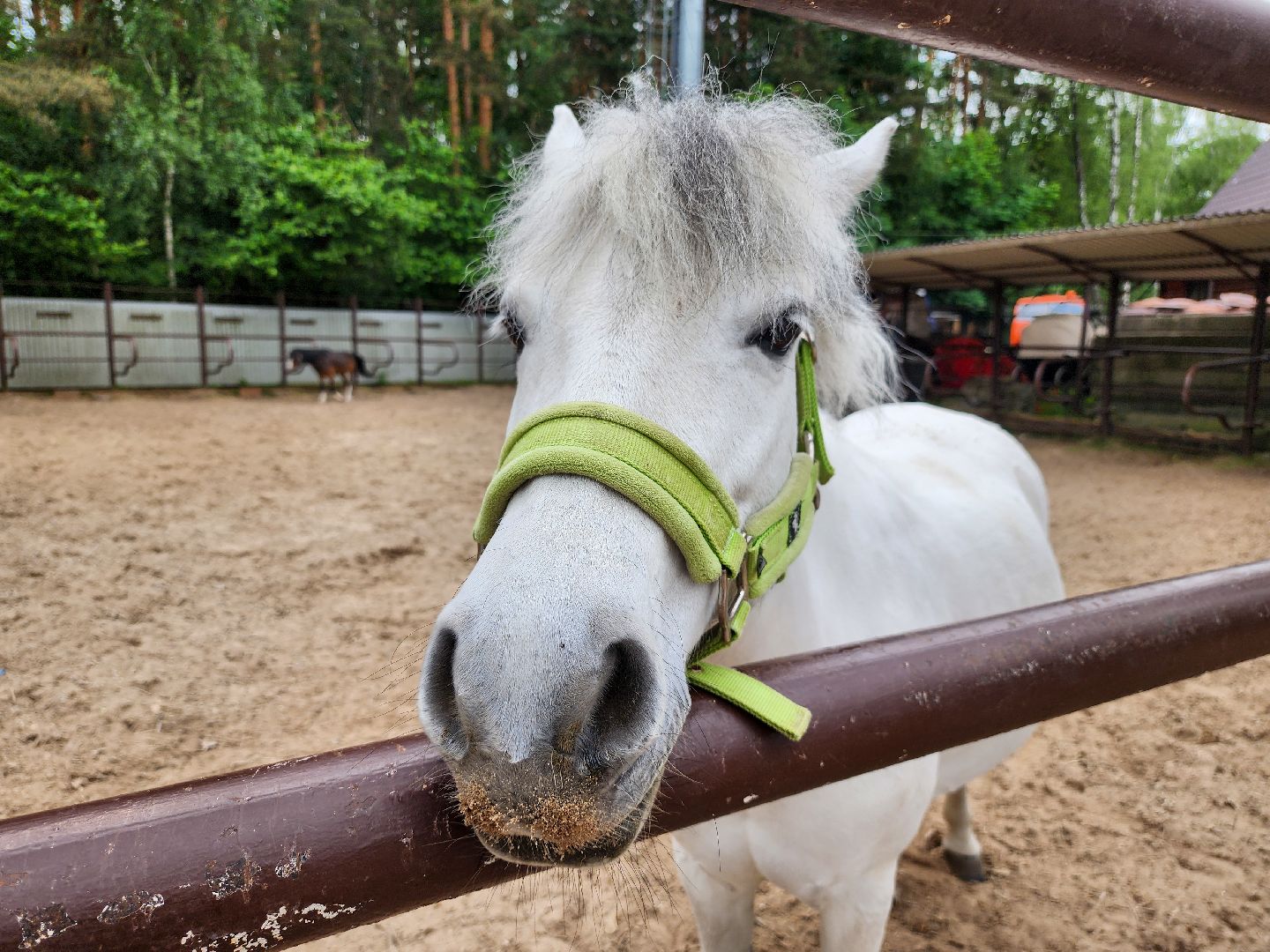 Подольск, Фаворит, отдых в подмосковье, Катание верхом, Лошади, Пони, семейный отдых,Природа,