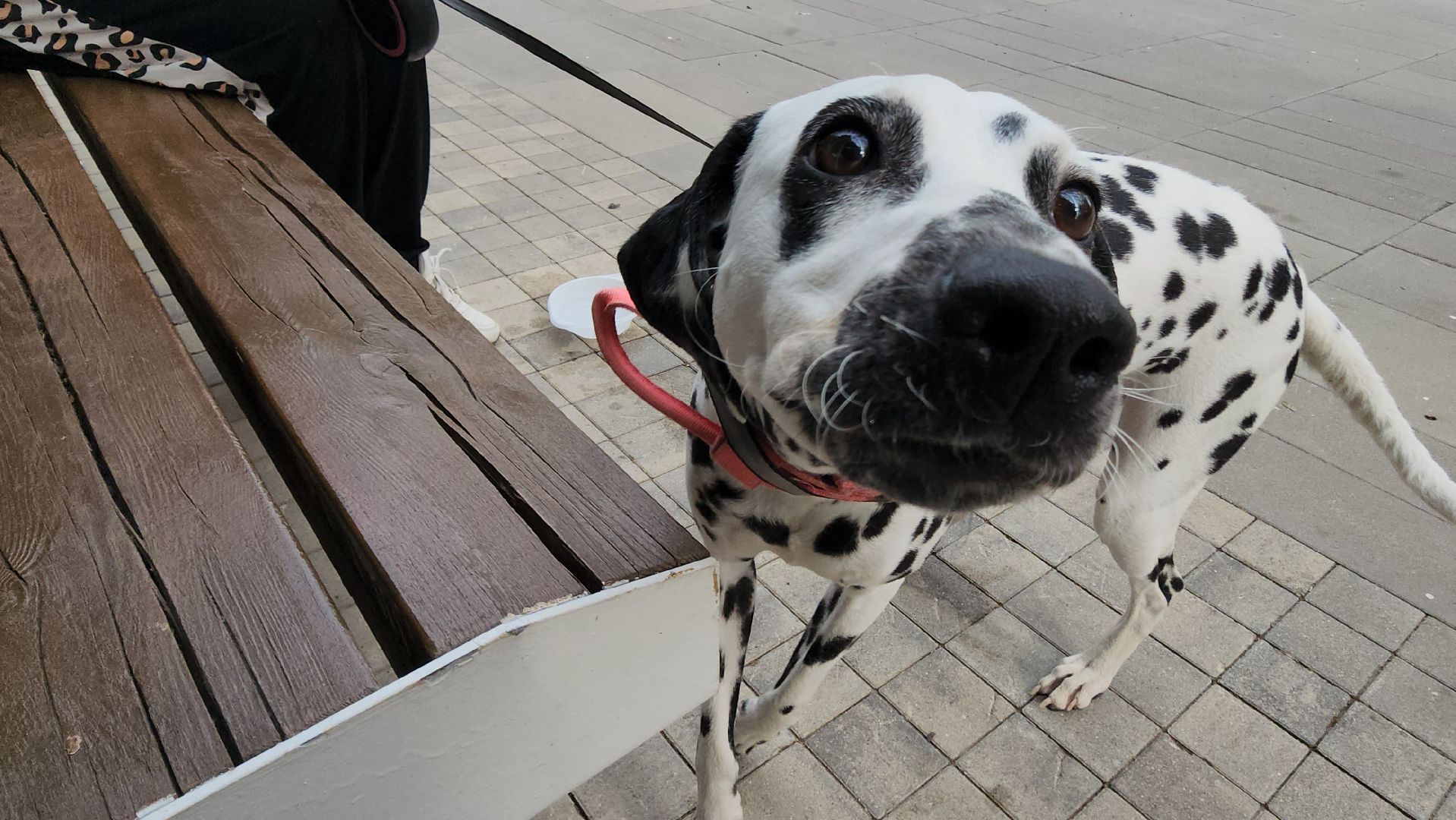 Истра, Парк, Досуг,