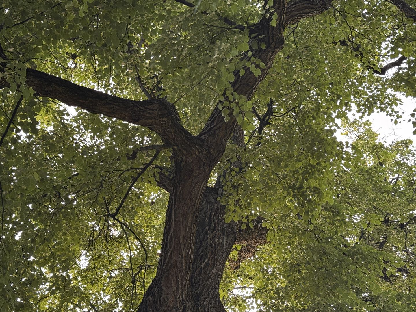 Фестиваль поэт, День поэзии, День рождения Пушкина,